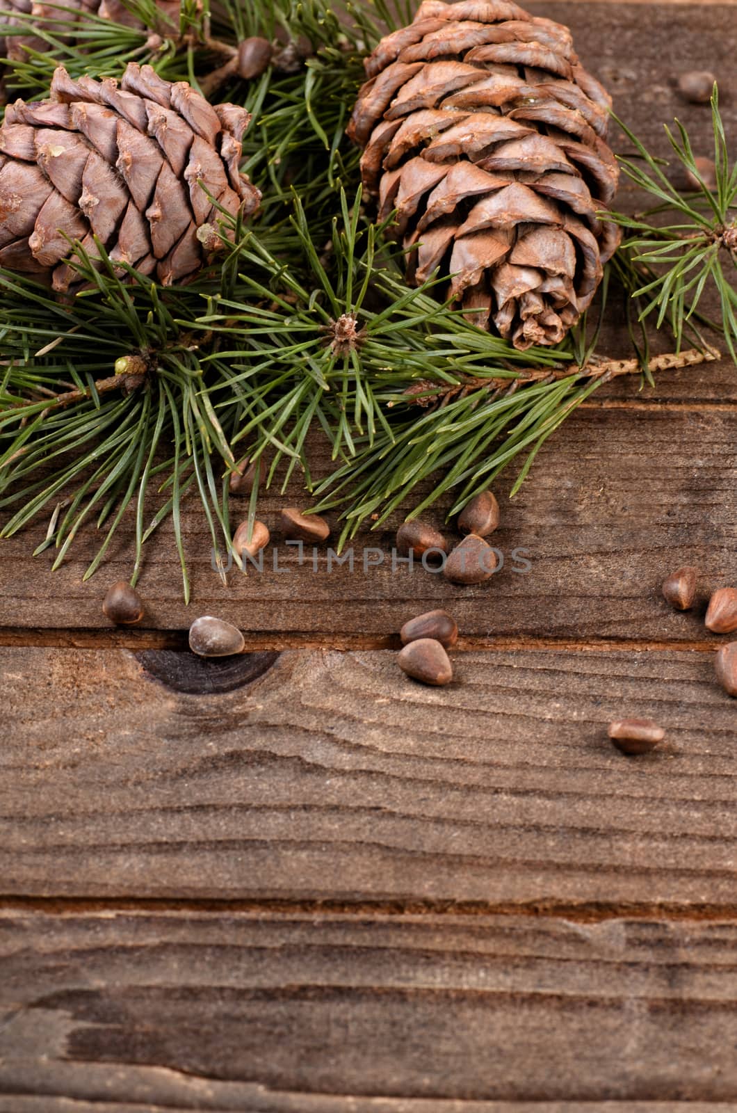 Cedar branch with cones on wooden background by SvetaVo