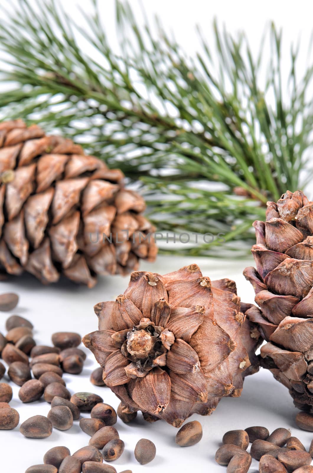 Cedar tree branch with cones and nuts