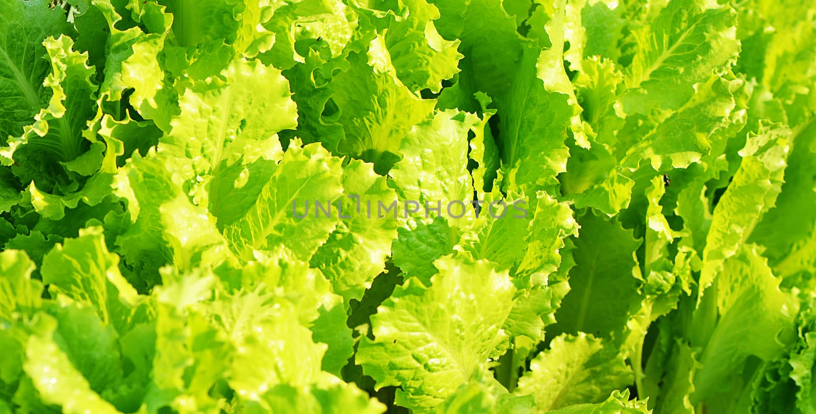 Fresh lettuce a the garden close up