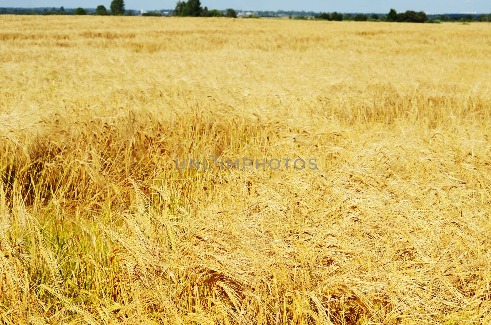 Field with ripe rye in the fall