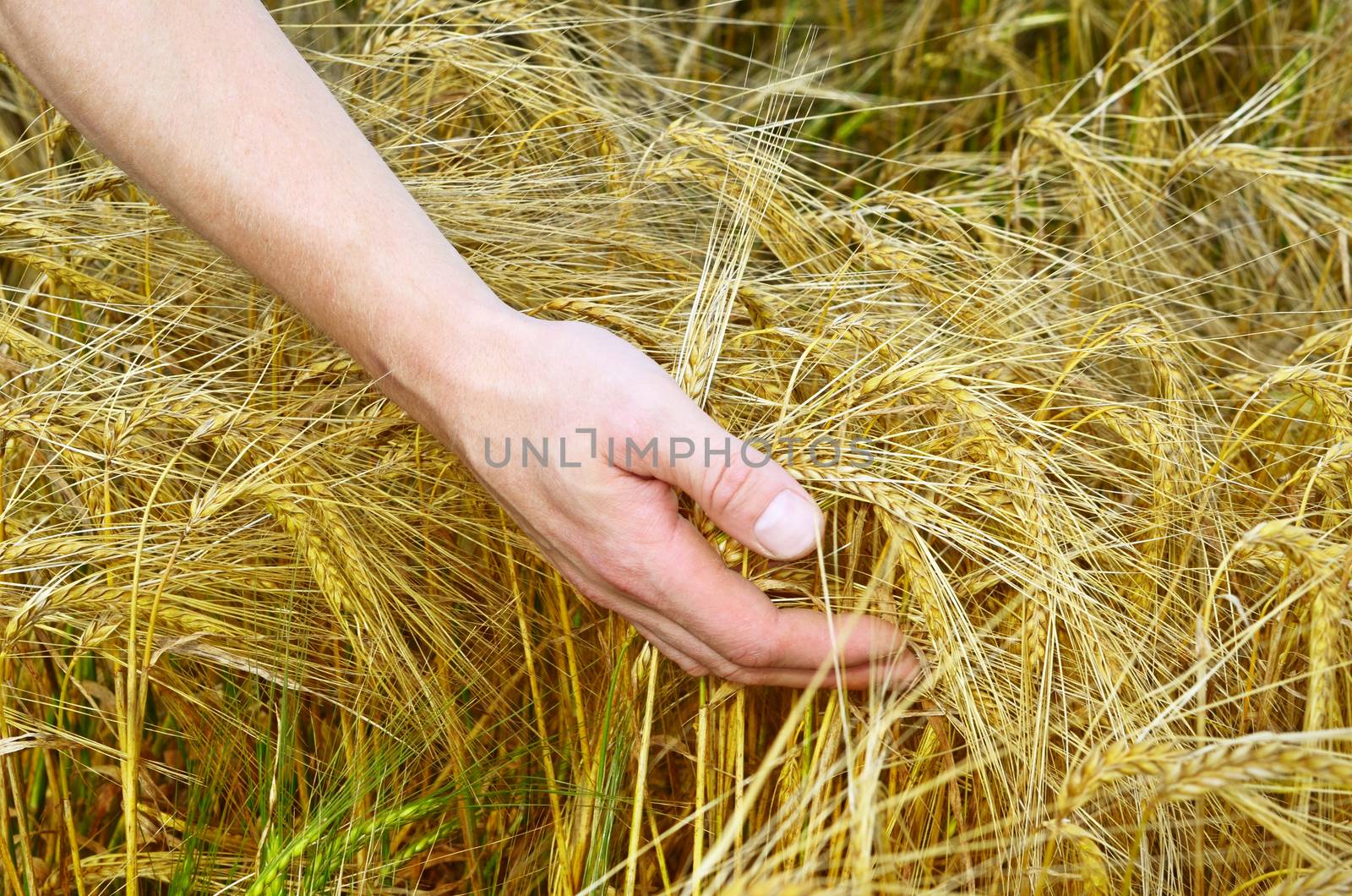 Rye ears in man's hands close up