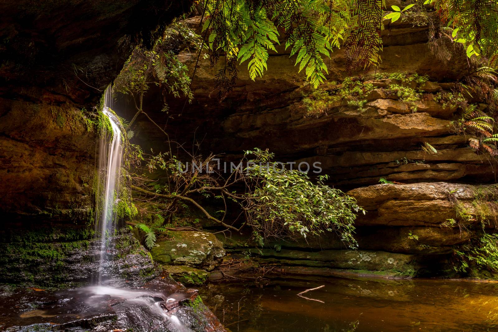 Serenity at a little waterfall at Pool of Siloam with sunlight backlighting lush ferns and leaves, Blue Mountains Australia