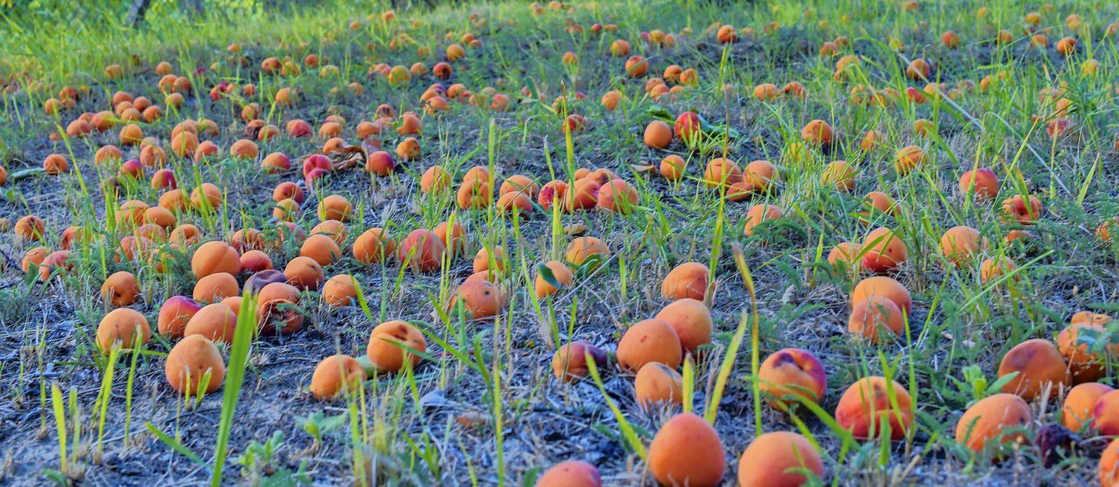 Fallen and rotten apricots on grass. Rural and summer concept by roman_nerud