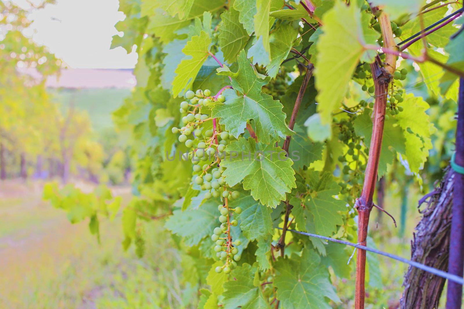 Unripe bunch of grapes. Young cluster of grapes. Close up.