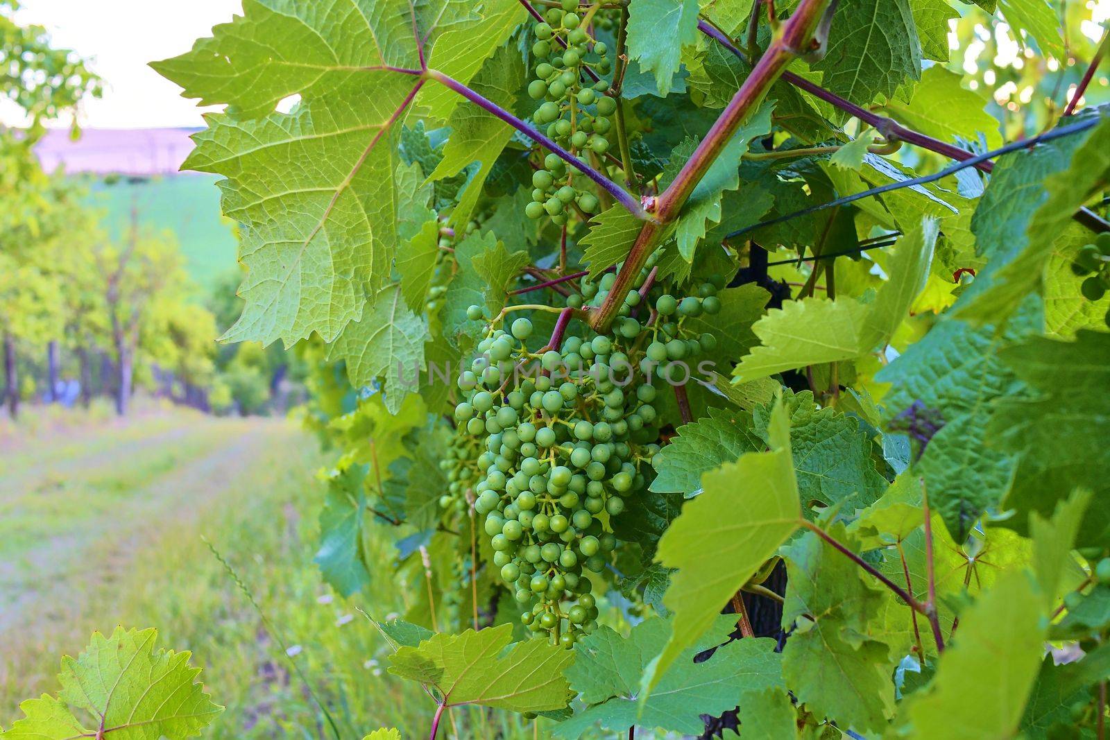 Vineyard. Rows of vineyard at South Moriavia, Czch Republic by roman_nerud