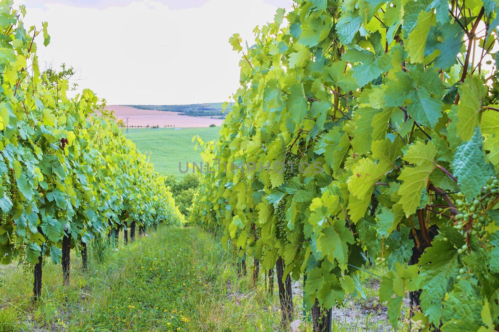 Vineyard. Rows of vineyard at South Moriavia, Czch Republic. 