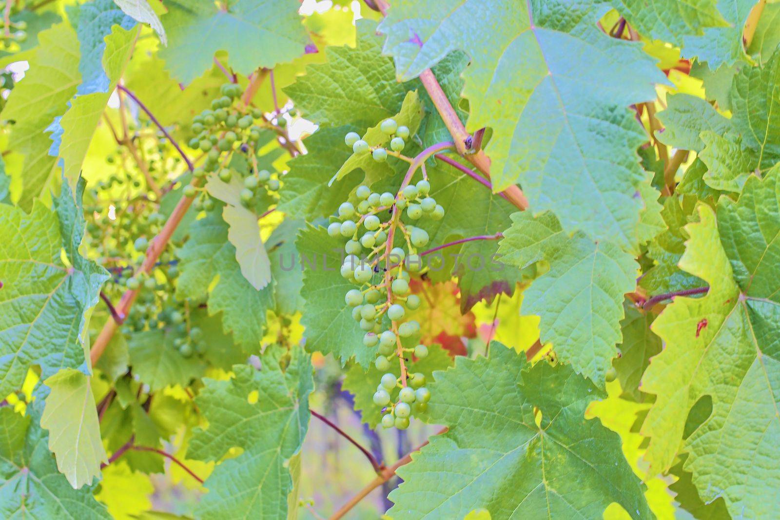 Unripe bunch of grapes. Young cluster of grapes. Close up.