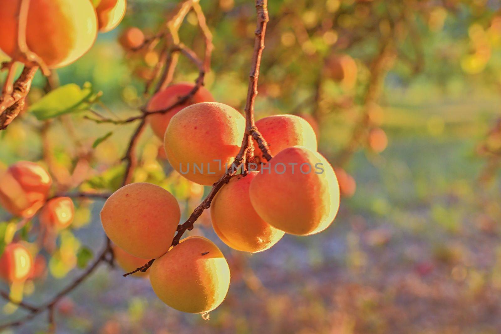 Apricots on apricot tree. Summer fruits.  Ripe apricots on a tree branch. Close up. View on apricots during golden hour. 