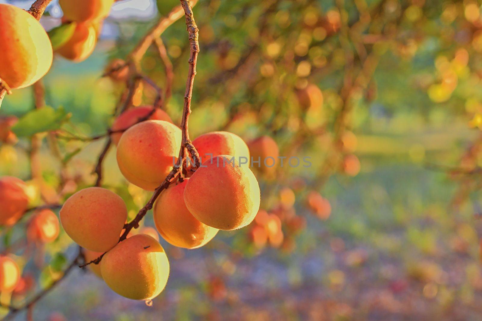 Apricots on apricot tree. Summer fruits.  Ripe apricots on a tree branch. Close up. View on apricots during golden hour by roman_nerud