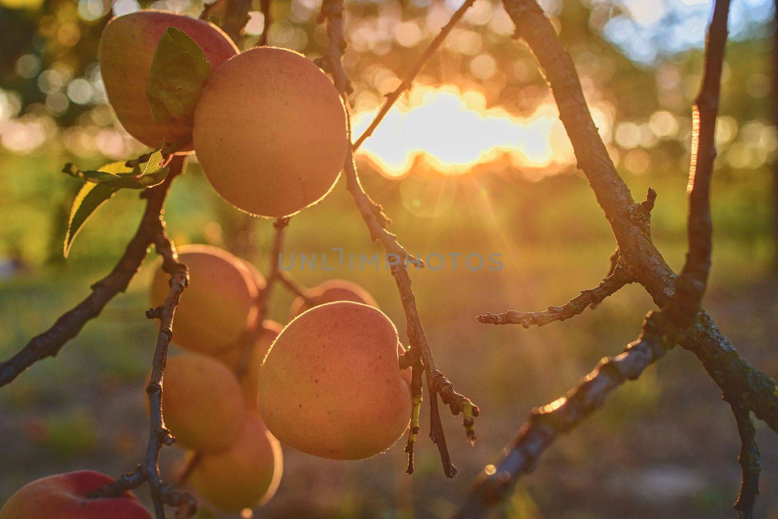 Apricots on apricot tree. Summer fruits.  Ripe apricots on a tree branch. Close up. View on apricots during golden hour. 