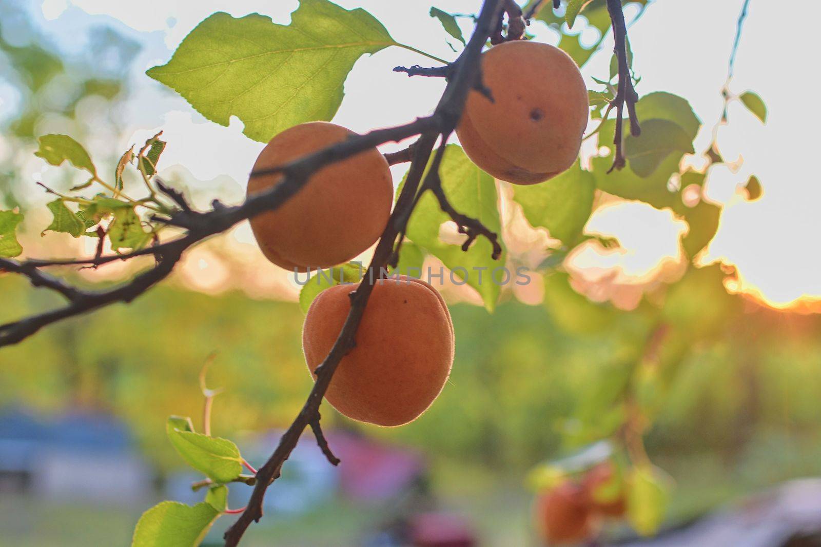 Apricots on apricot tree. Summer fruits.  Ripe apricots on a tree branch. Close up. View on apricots during golden hour by roman_nerud