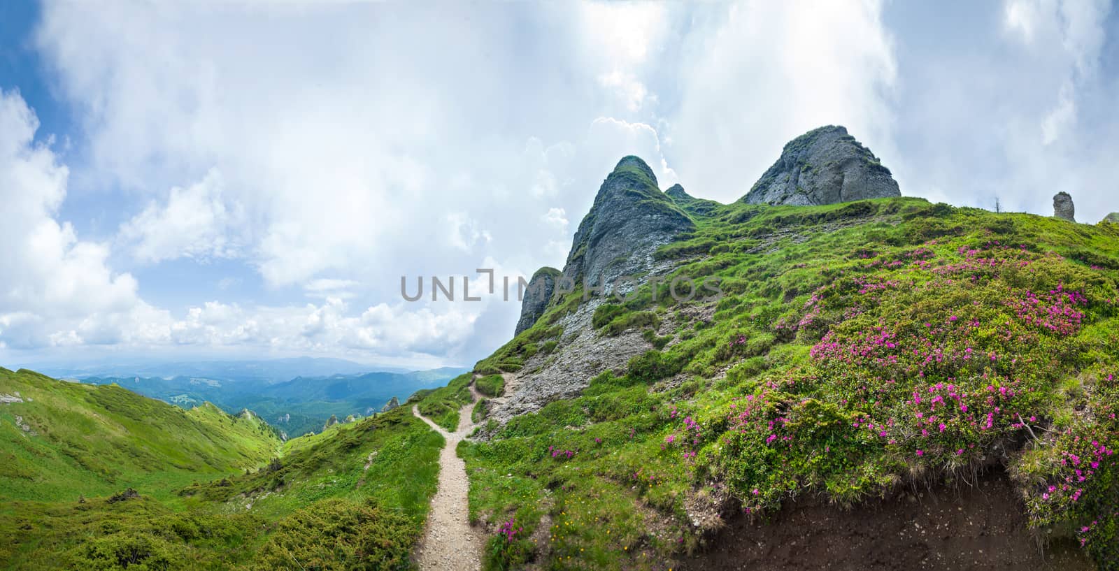 Panoramic view of Mount Ciucas on summer with wild rhododendron flowers, part of the Carpathian Range from Romania