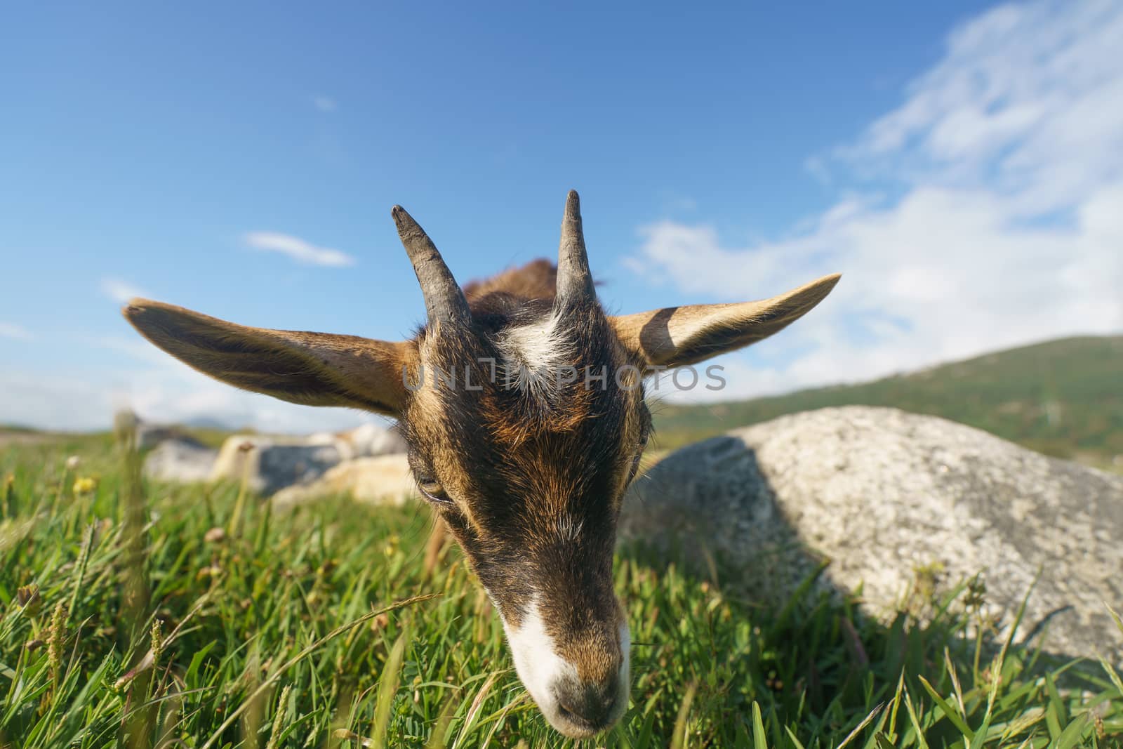 Grazing small goat by yury_kara