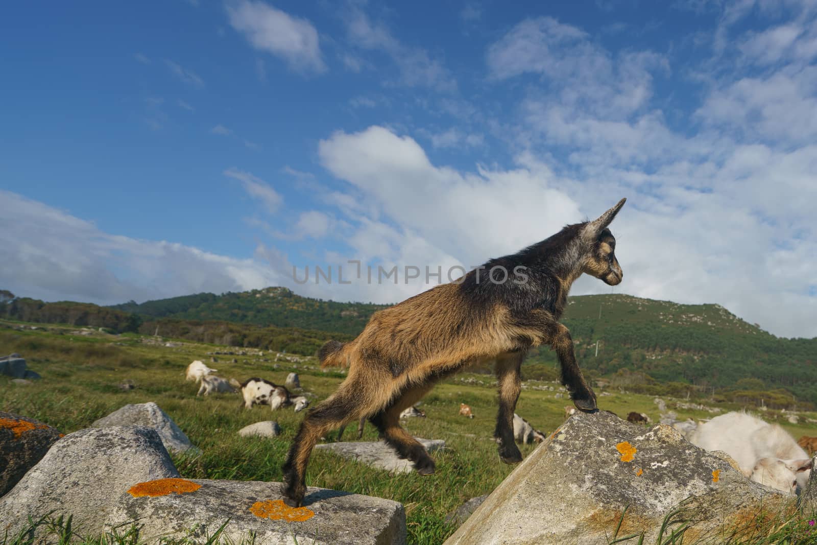 Young portuguese goat at the sunny summer day