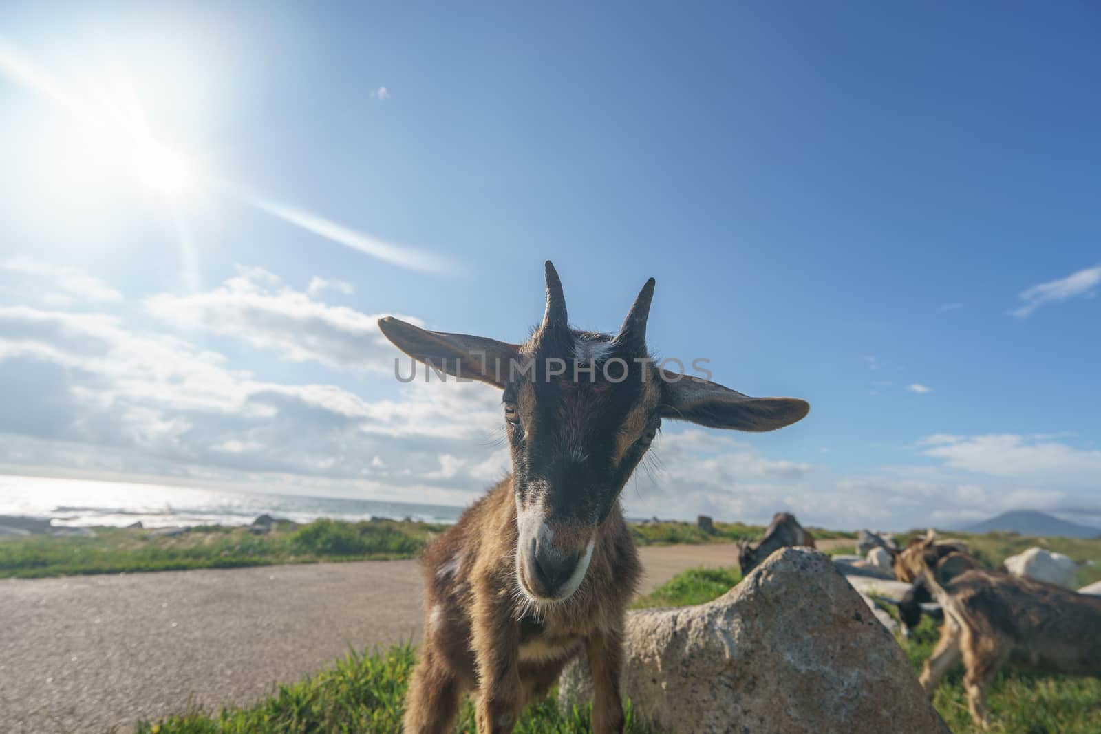 Young portuguese goat at the sunny summer day