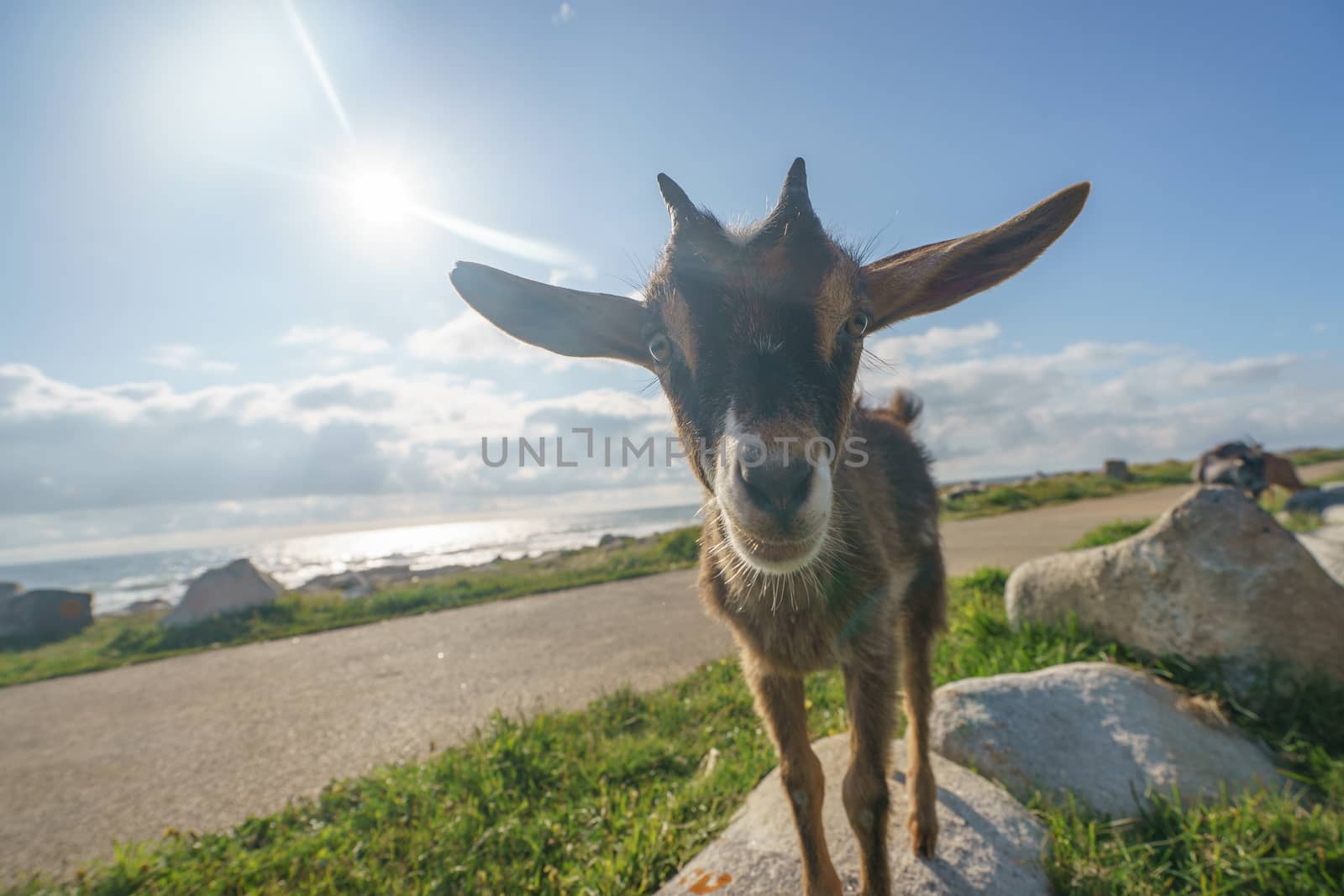 Grazing small goat by yury_kara