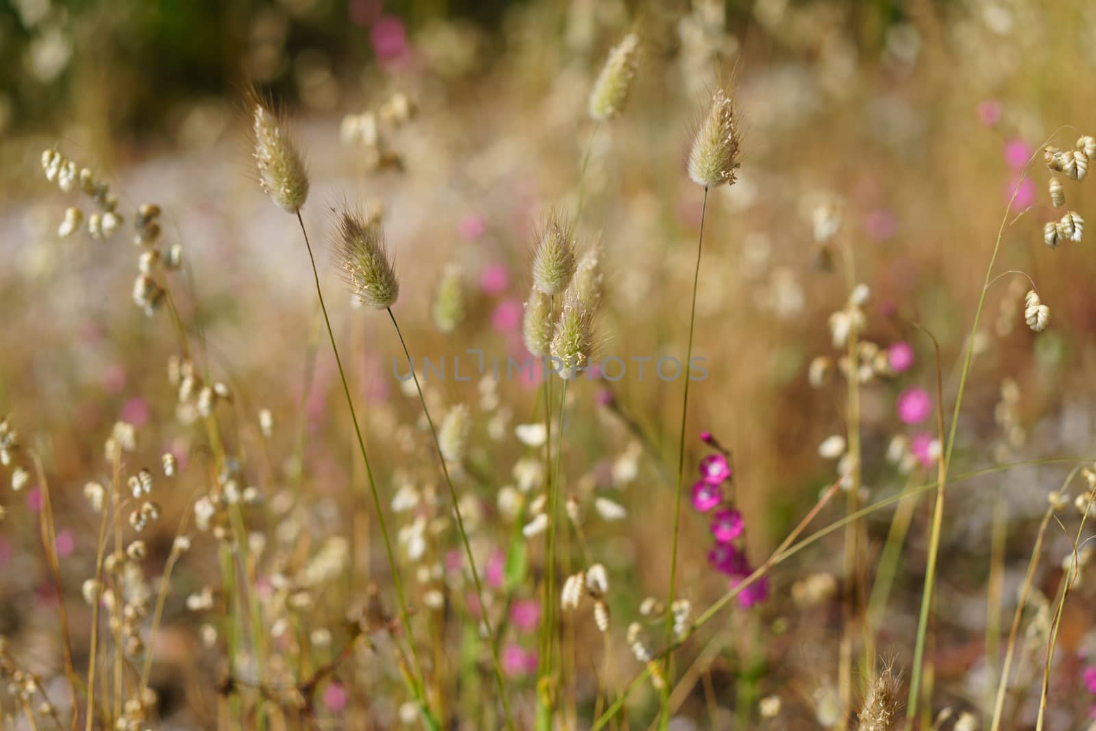 The grass of meadow is dry and fluffy. Juicy pink flowers perfectly complement the neutral color of the grass, creating a mood of peace and tranquility.