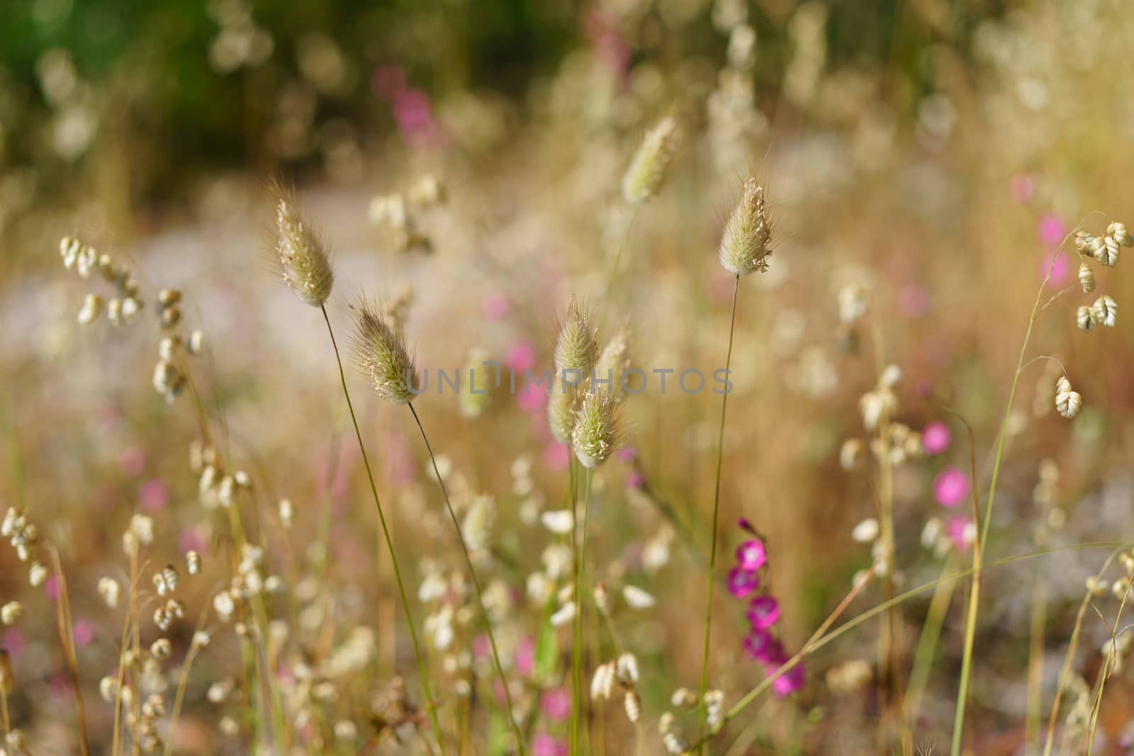 The grass of meadow is dry and fluffy. Juicy pink flowers perfectly complement the neutral color of the grass, creating a mood of peace and tranquility