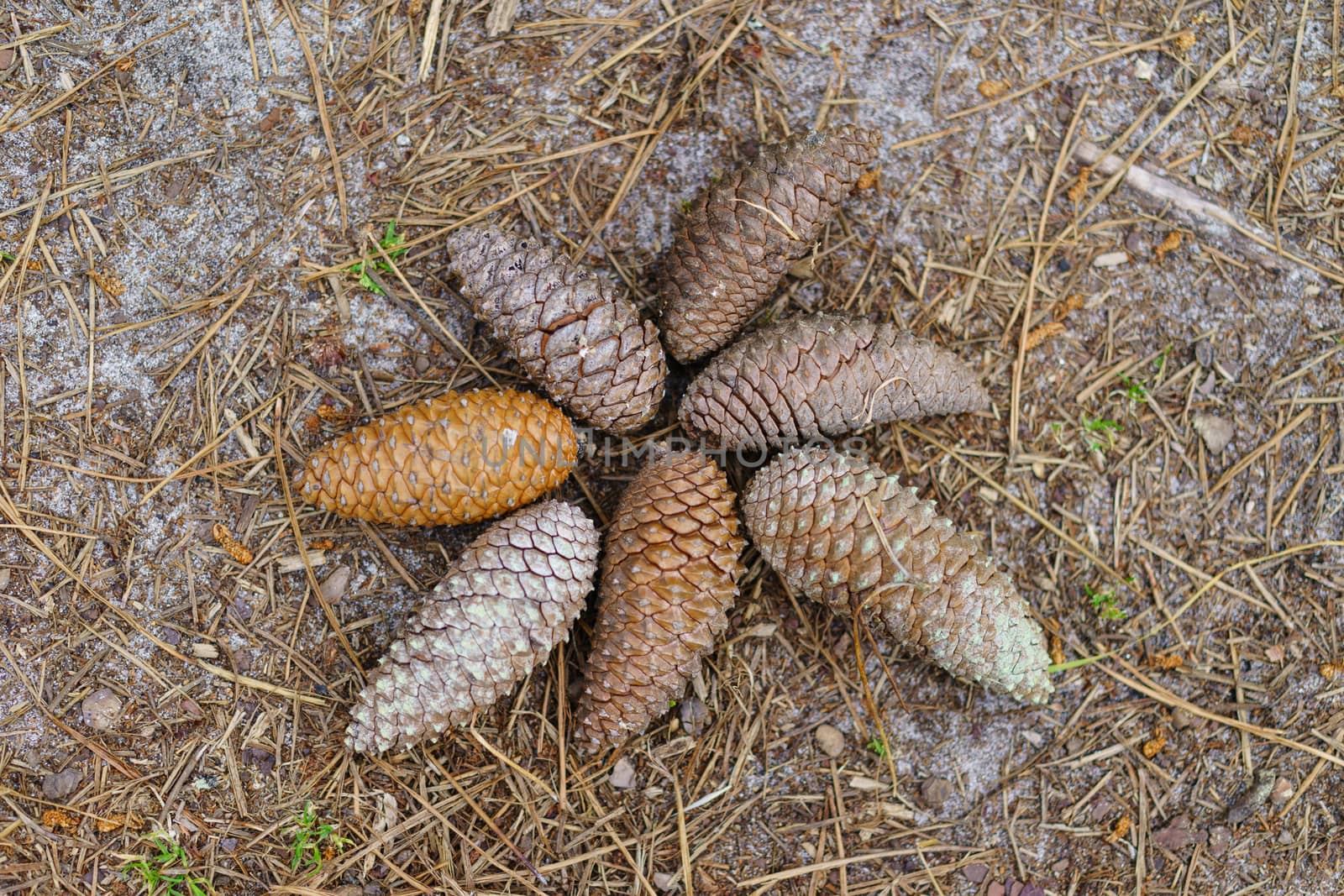 Fresh pine cones lie on the fallen needles of pines. Looks like starfish