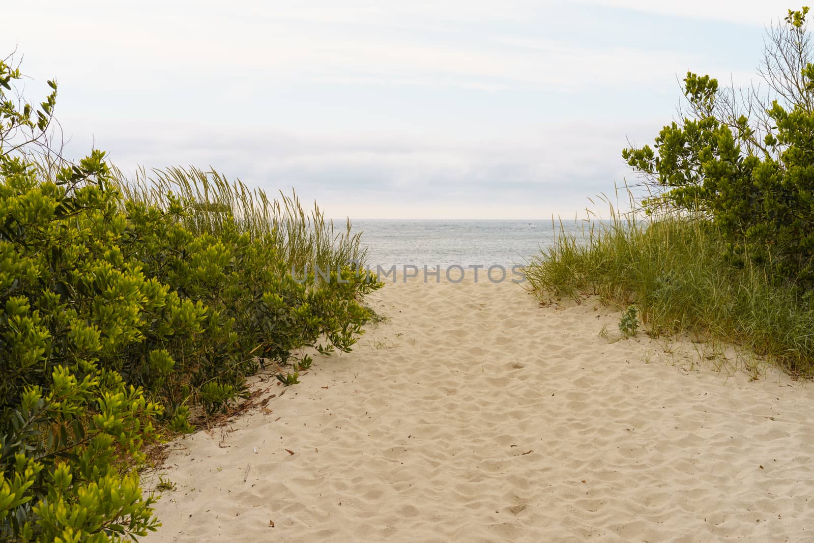 Green grass grows through the sand