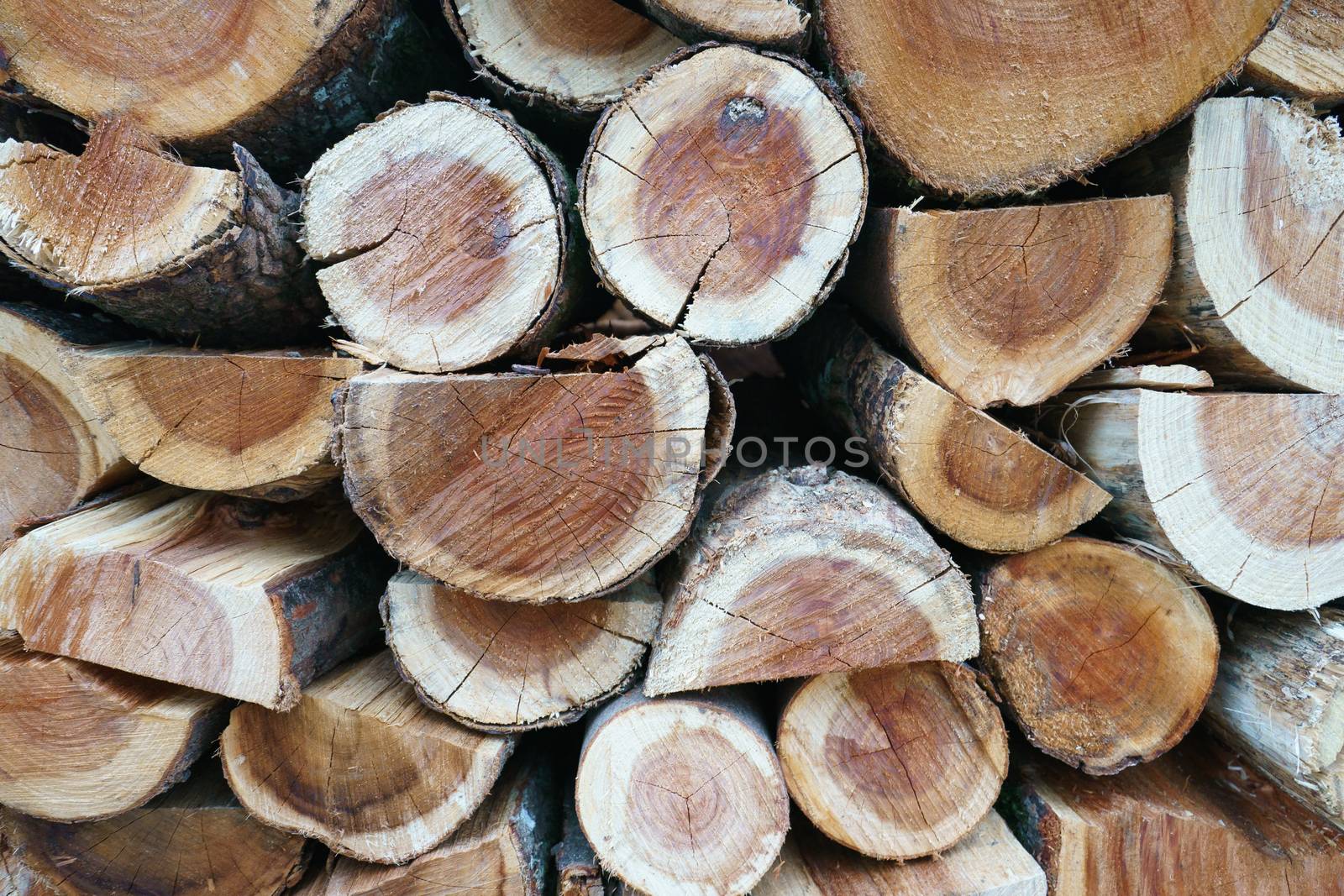 The fresh firewood by yury_kara