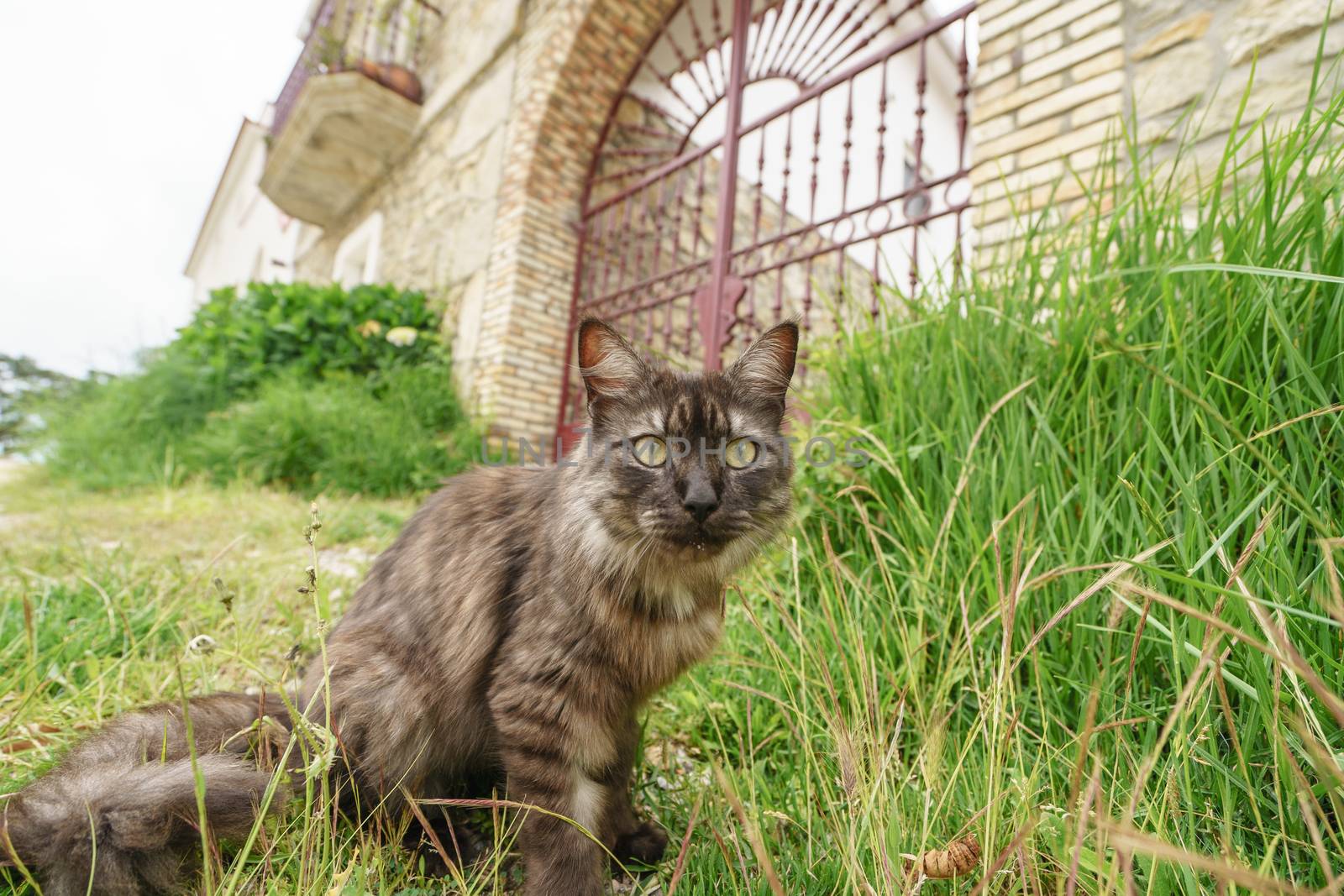 A cute spotted cat looks wary and cautious. Cat lives in the northern Spain. Cat sitting on the green grass near the house