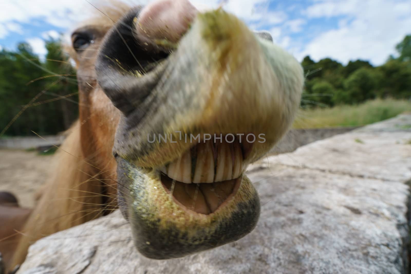 Aged laughing horse by yury_kara