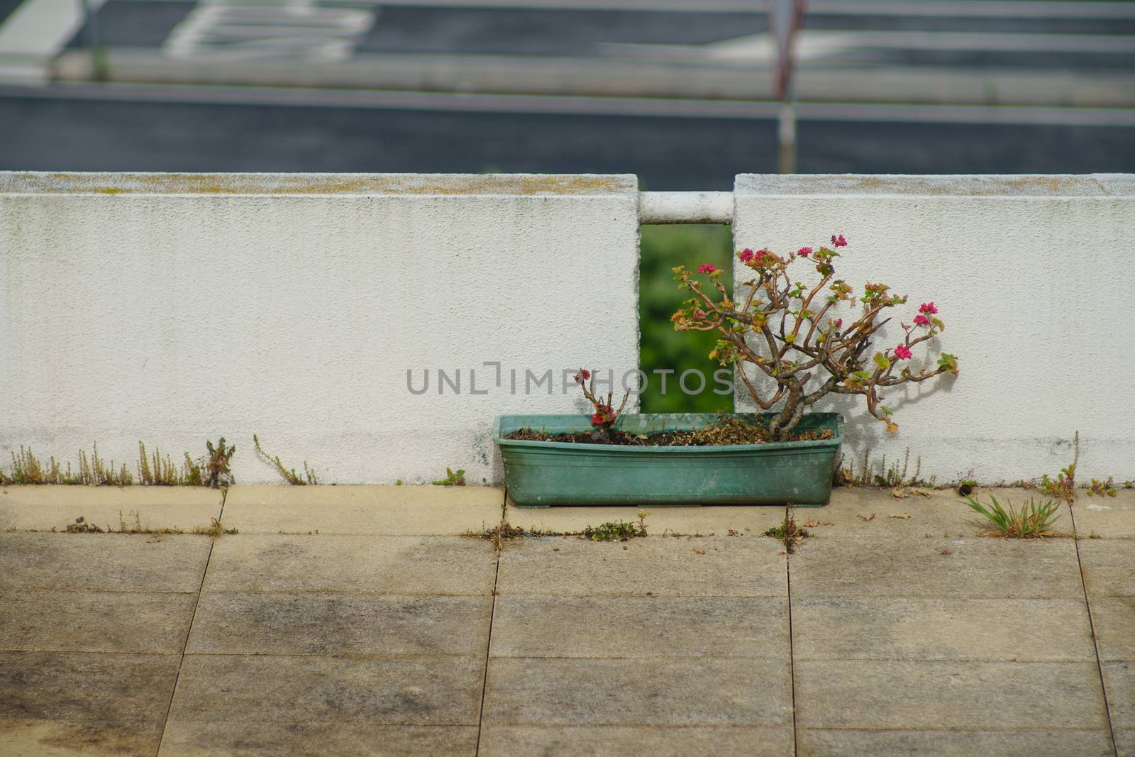 A drying flower struggles for life