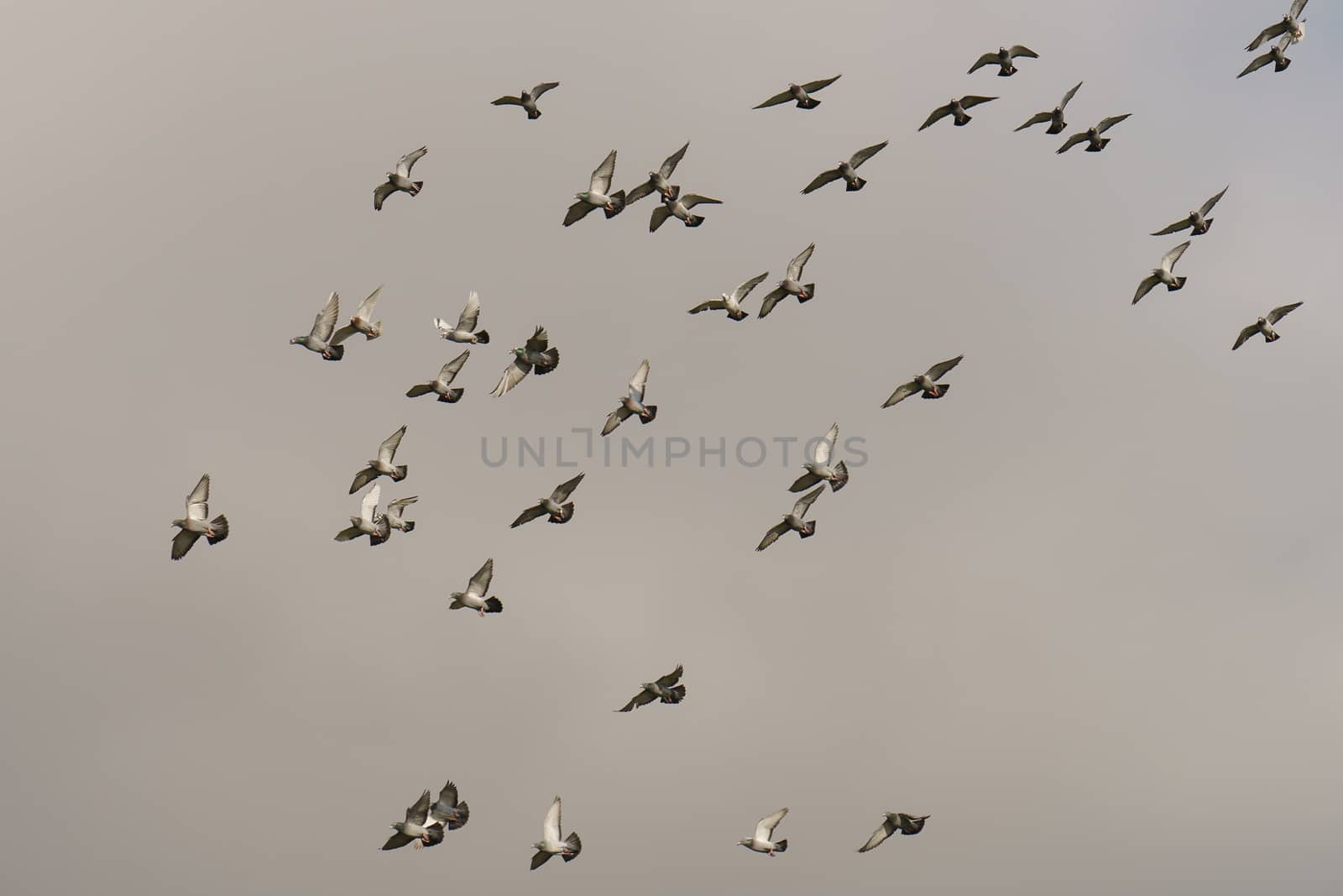 A flock of pigeons flying by yury_kara