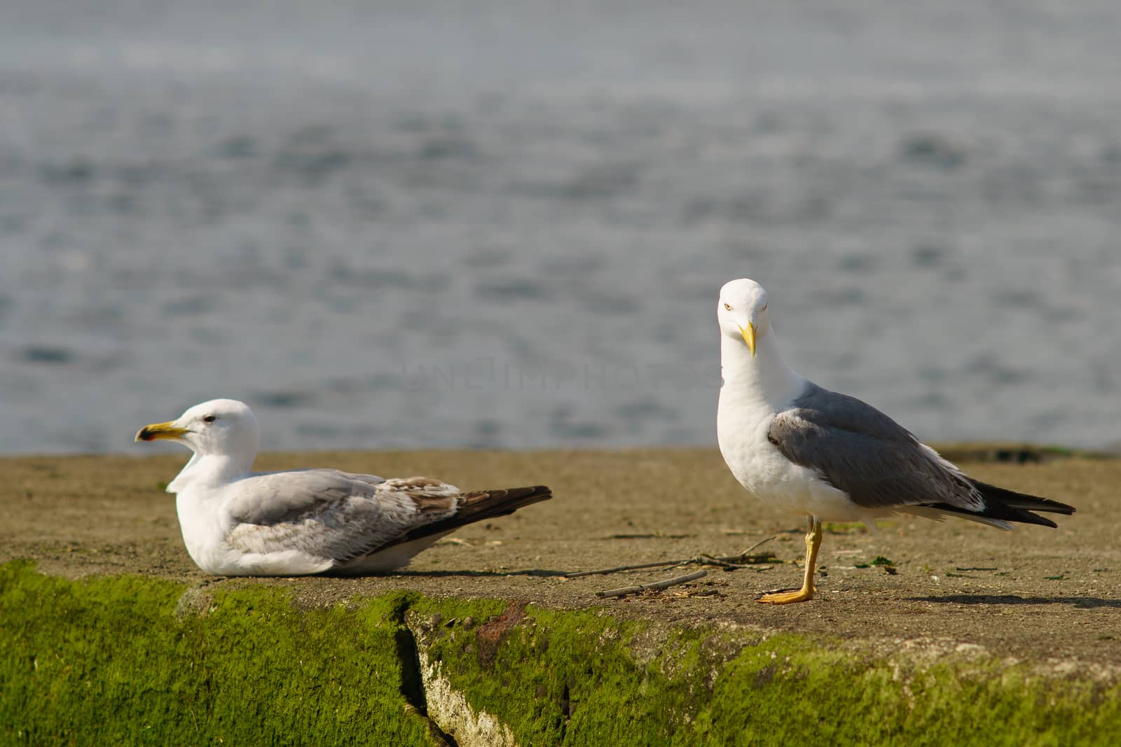 Seagulls sitting near the river by yury_kara