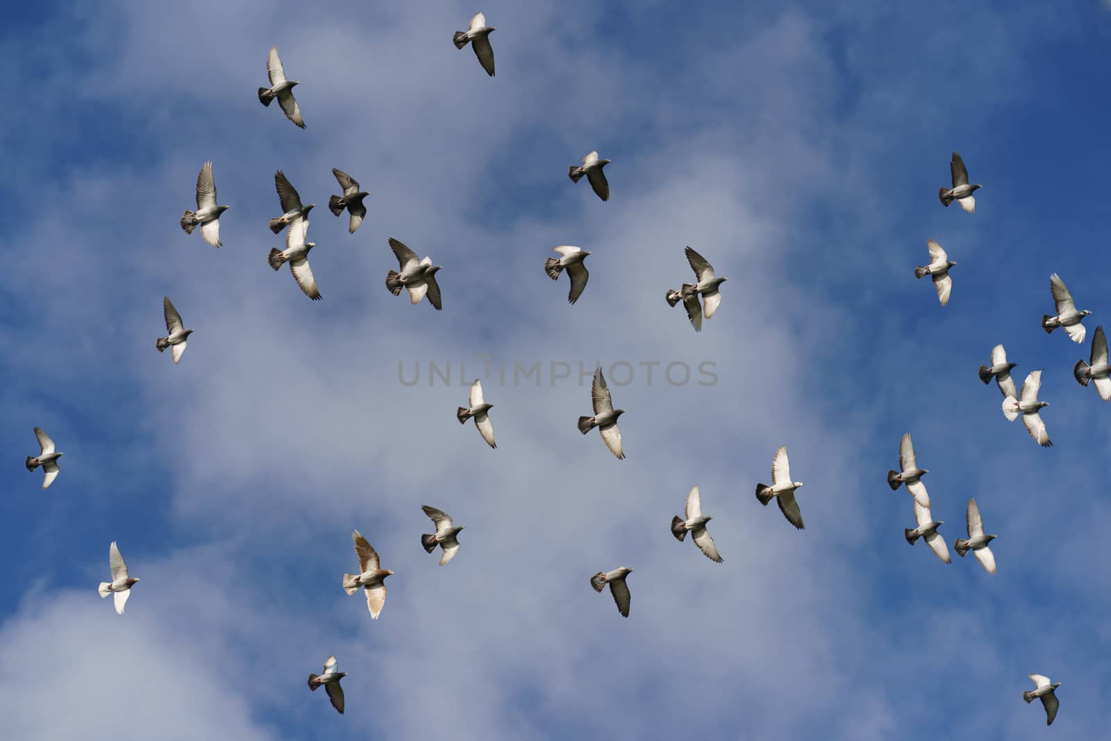 A flock of pigeons flying by yury_kara