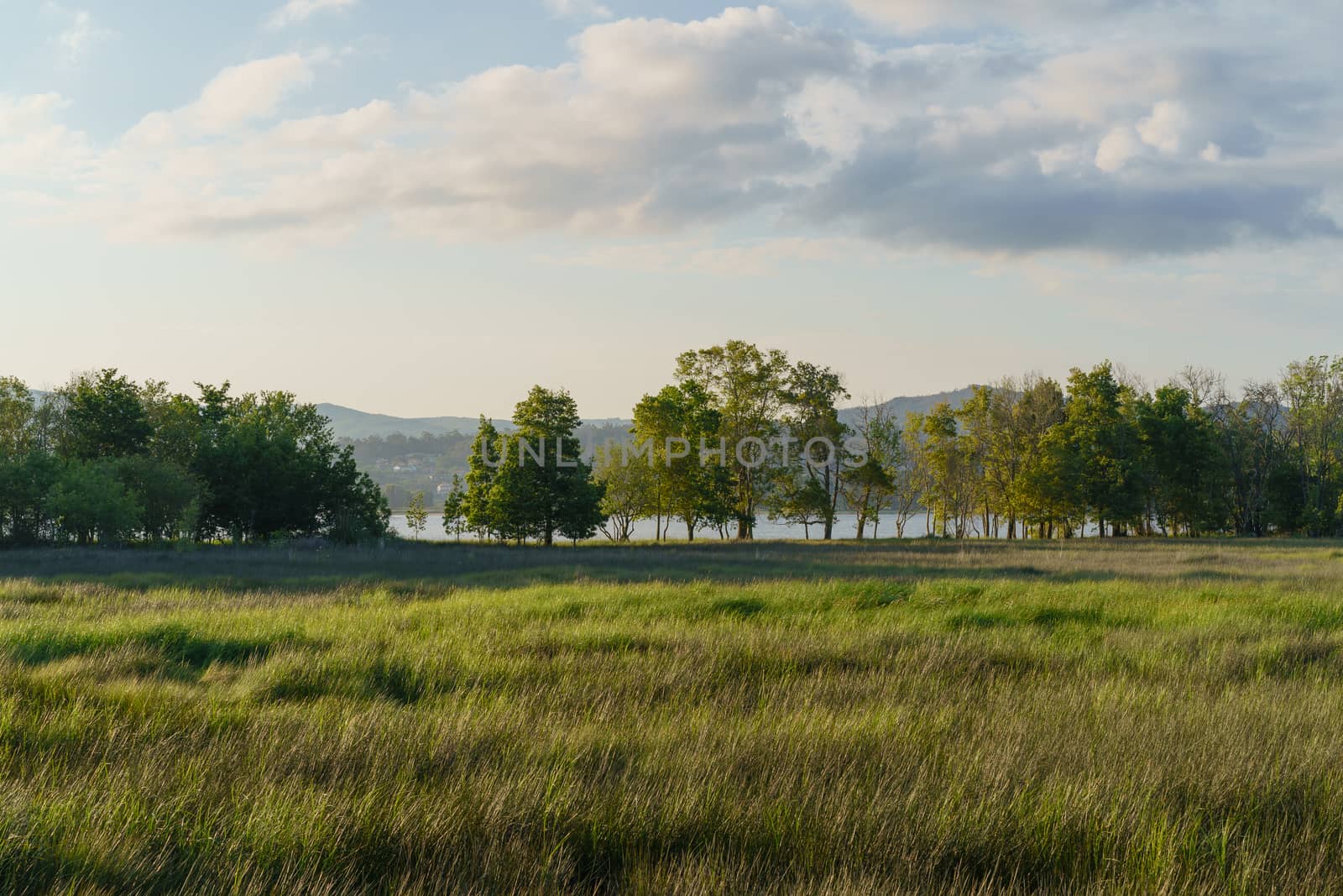 Sunny landscape near the river Minya (Minha), nothern Portugal. High grass sways at the windy day