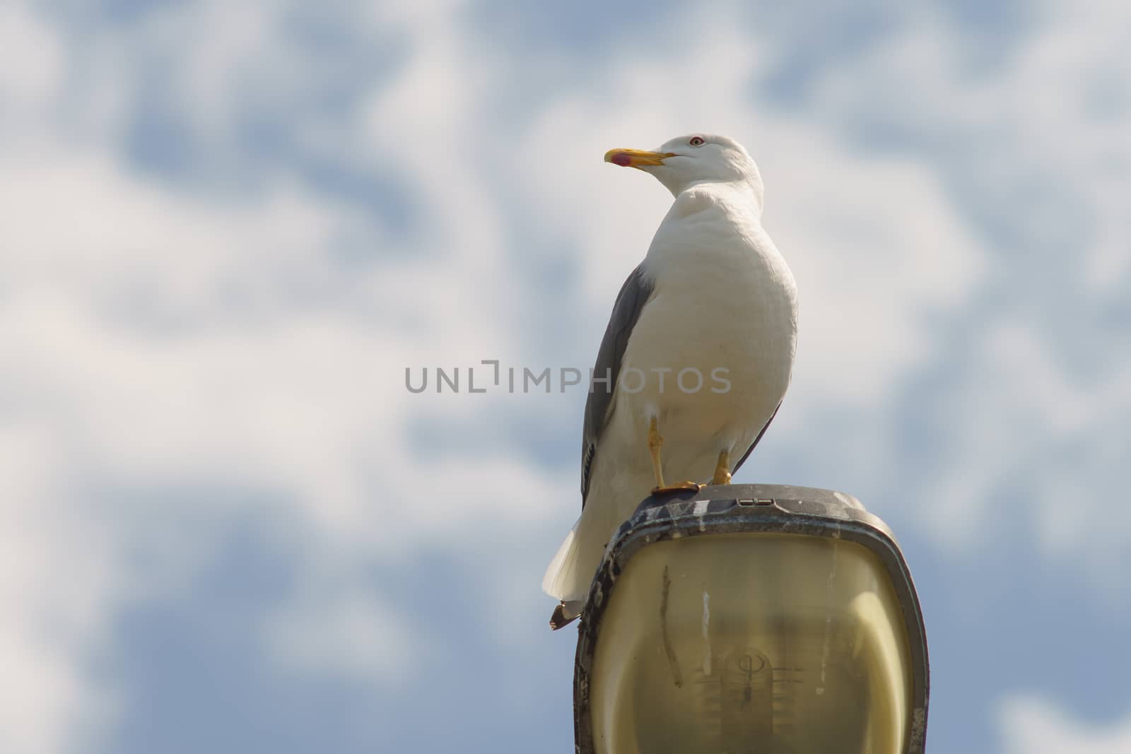 Sky, seagull and lamp by yury_kara