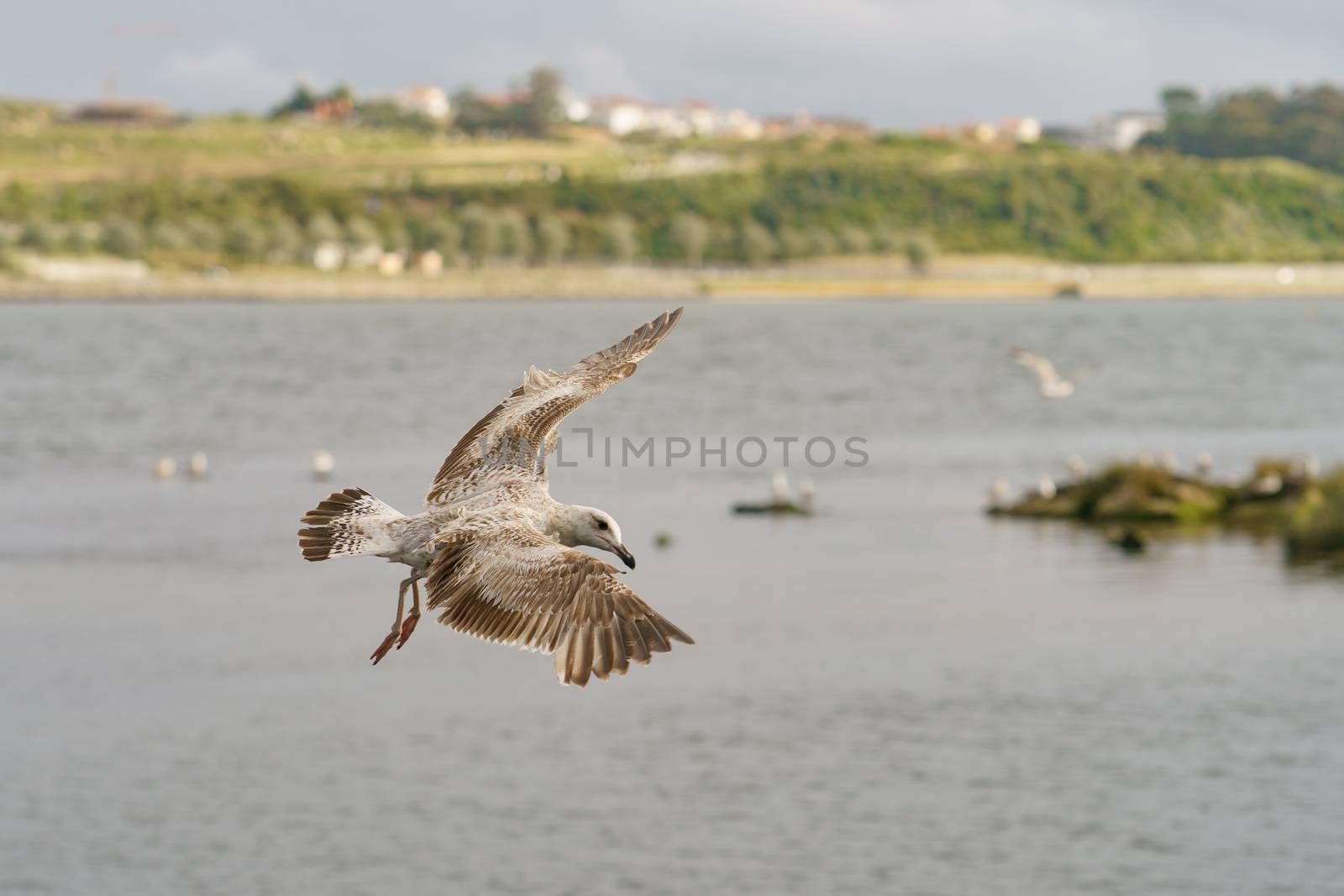 A seagull hovering over the river