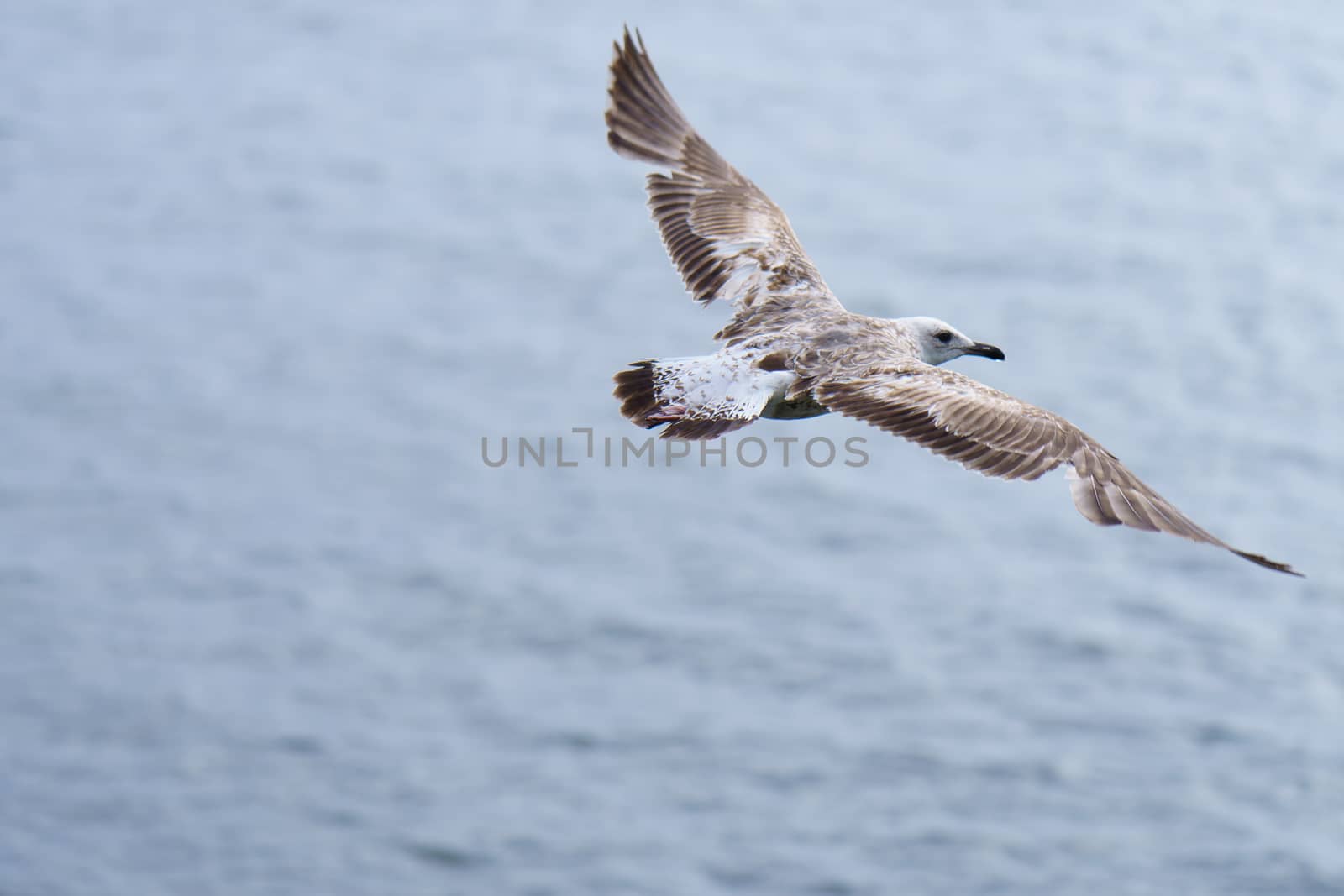 A seagull hovering over the ocean