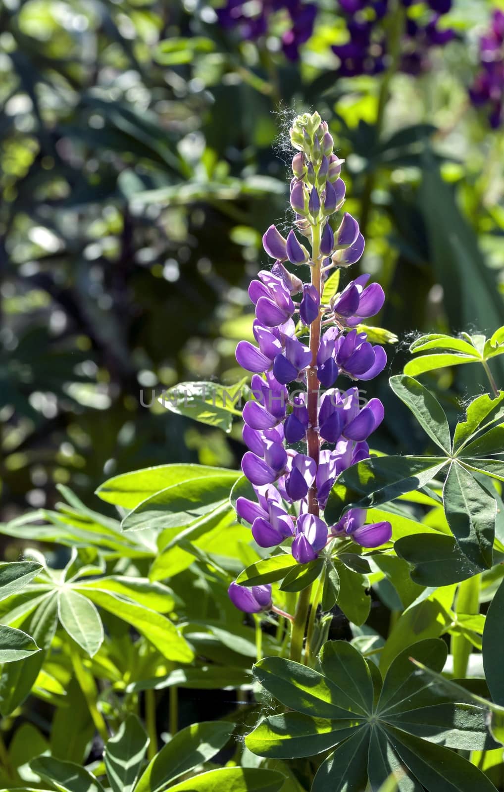 purple Lupin blooms on blurred nature background, counter light