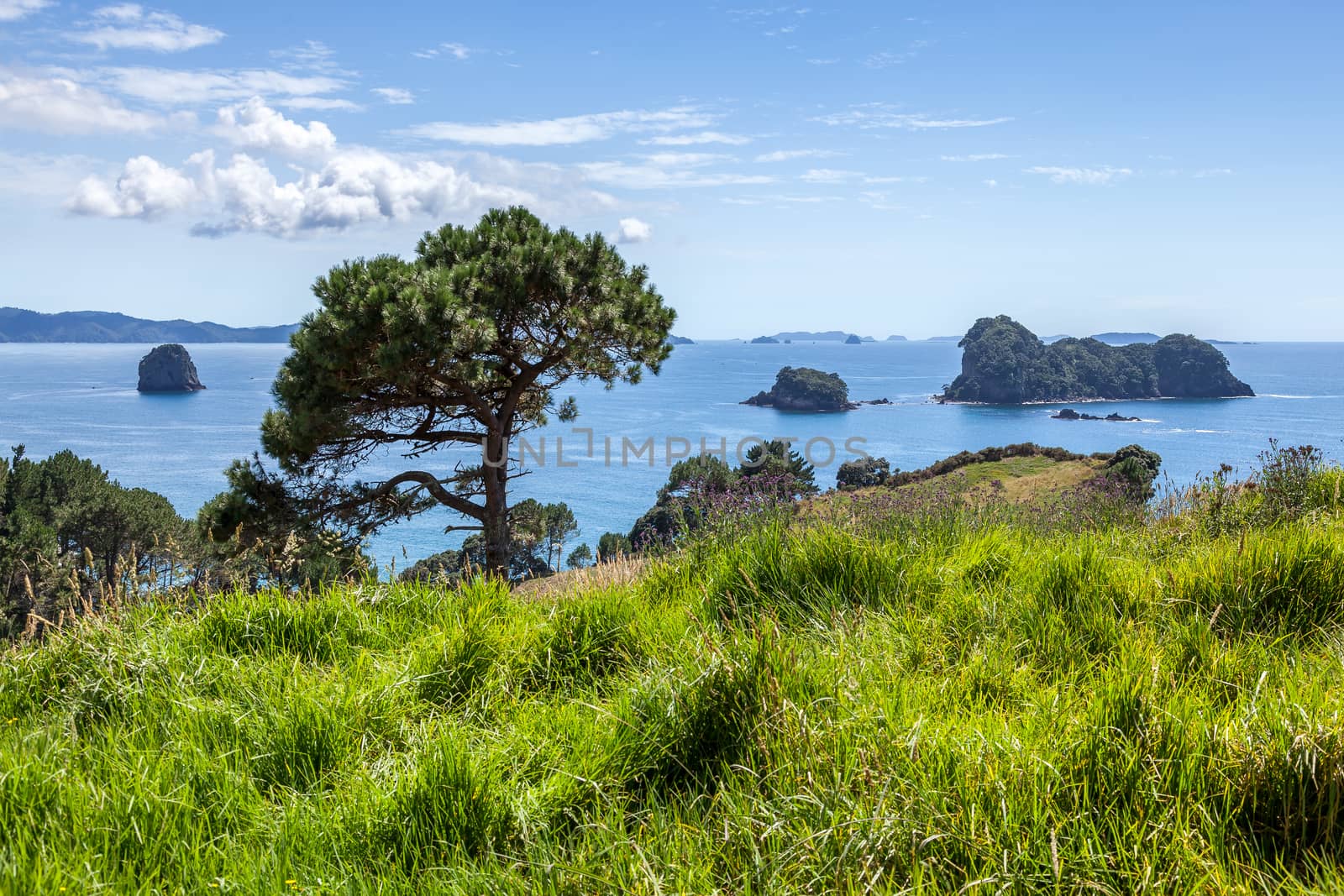 Cathedral Cove near Hahei in New Zealand  by phil_bird