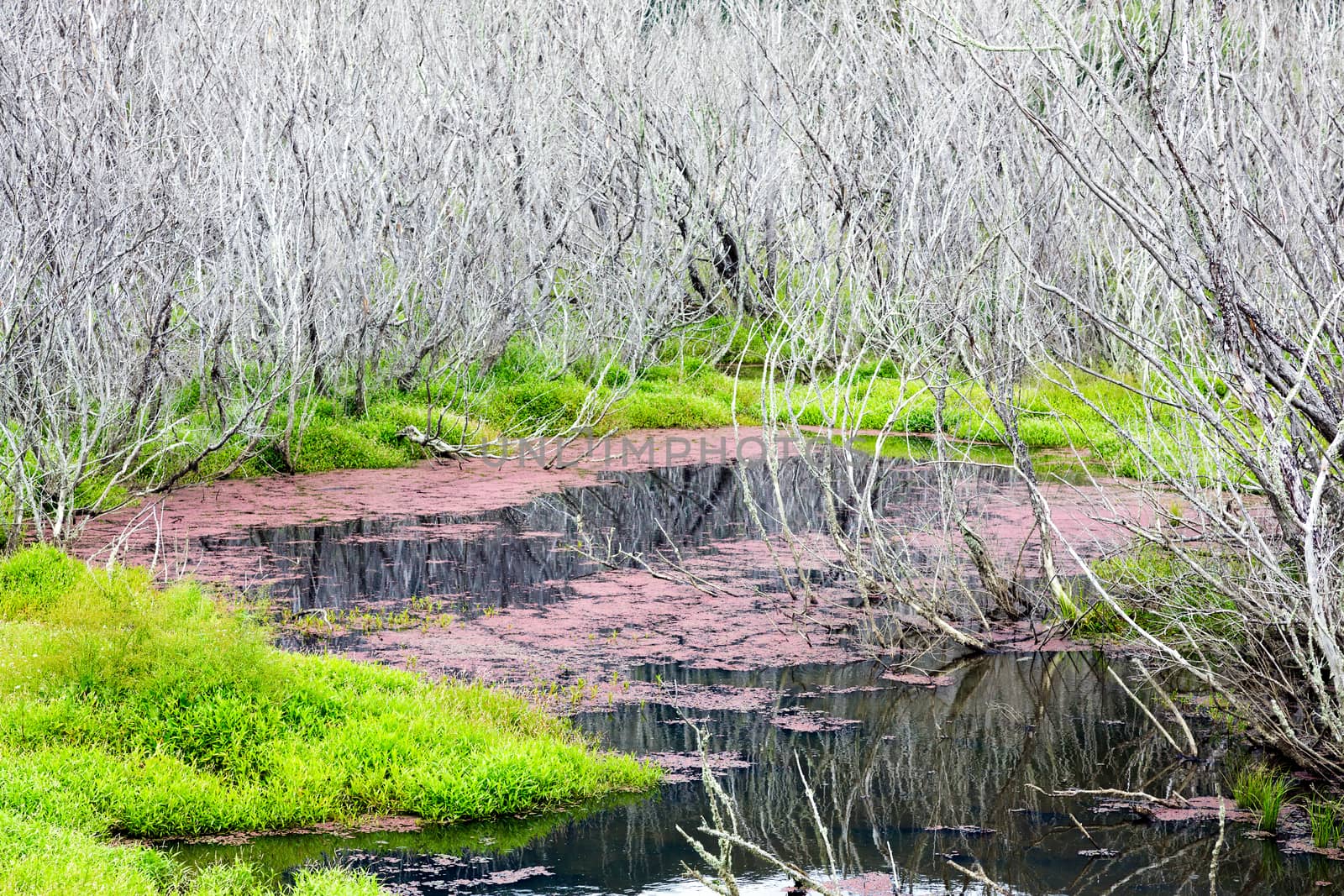 Red Algae and Dead Trees at Para Wetlands in New Zealand by phil_bird