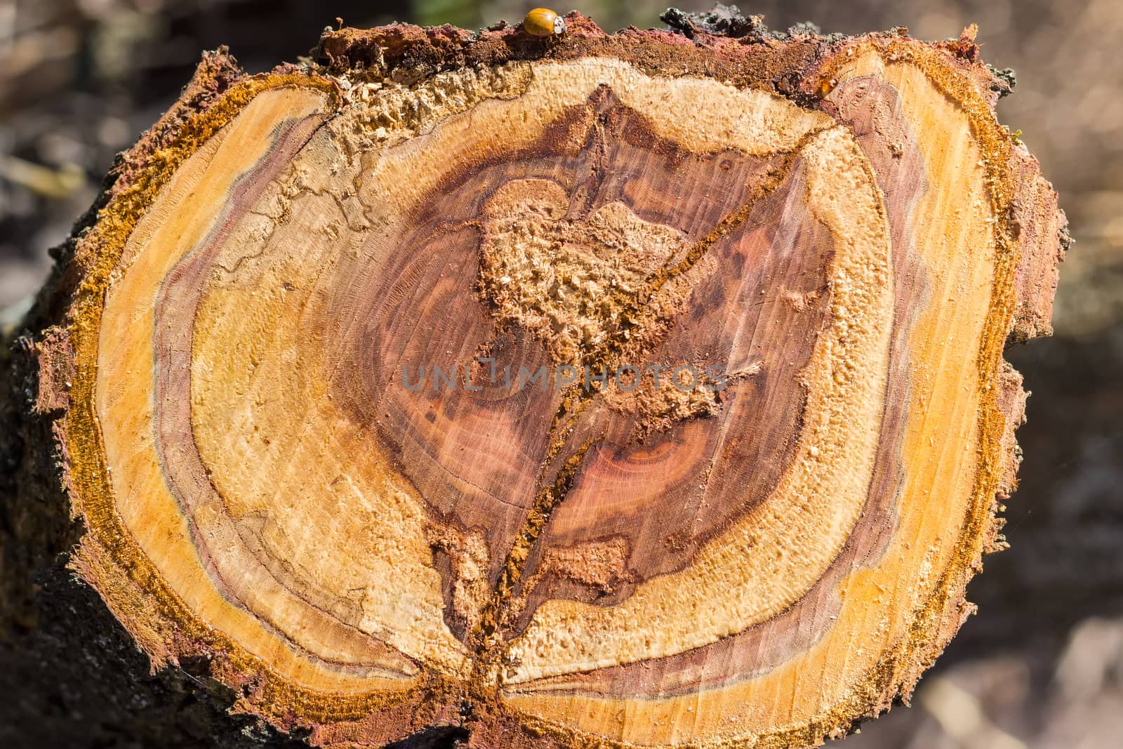 Background of the transverse cut of the partly rotten trunk of an old fruit tree covered sawdust and ladybug on it 
