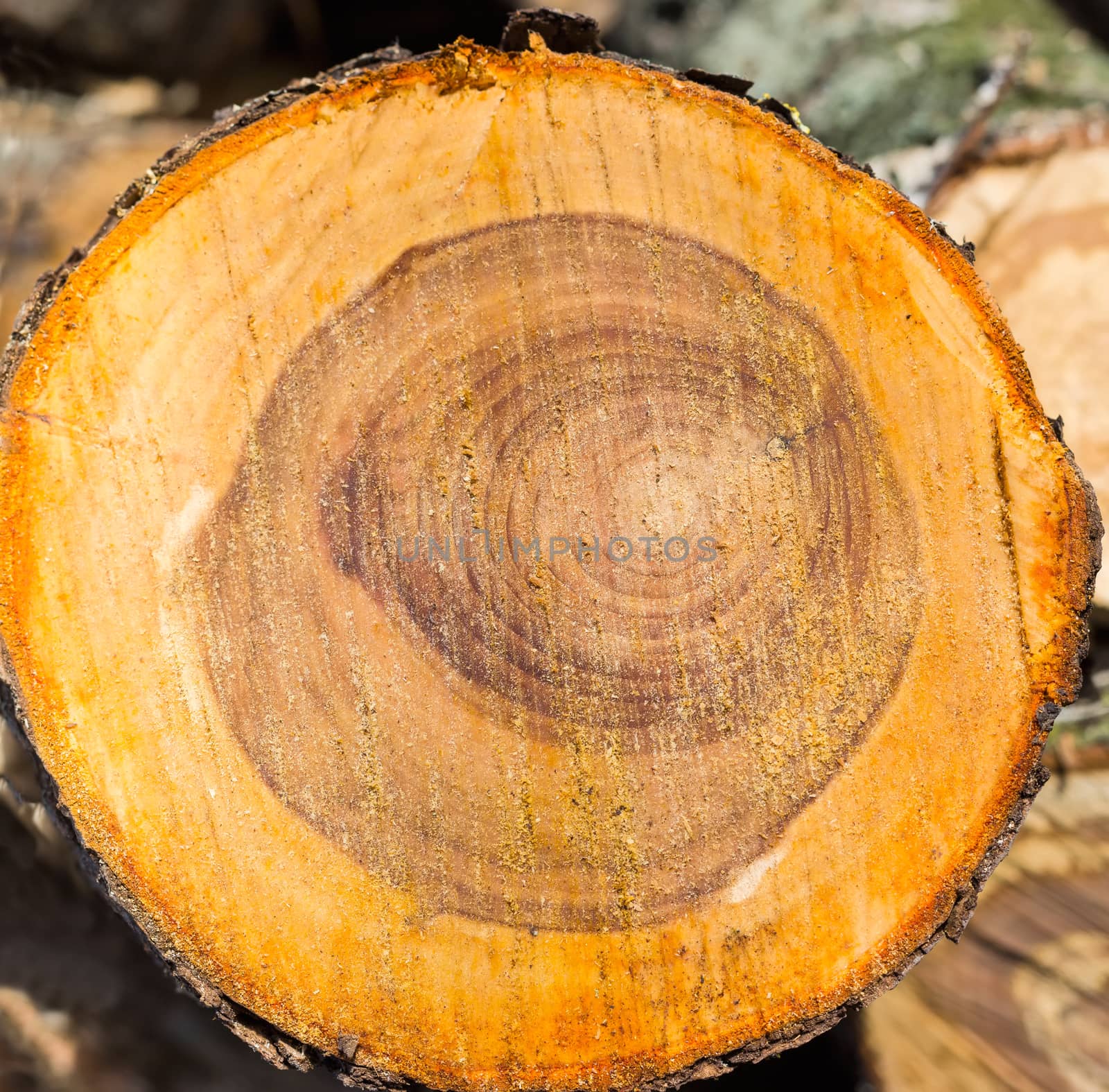 Background of the freshly transverse cut of the trunk of a fruit tree covered sawdust
