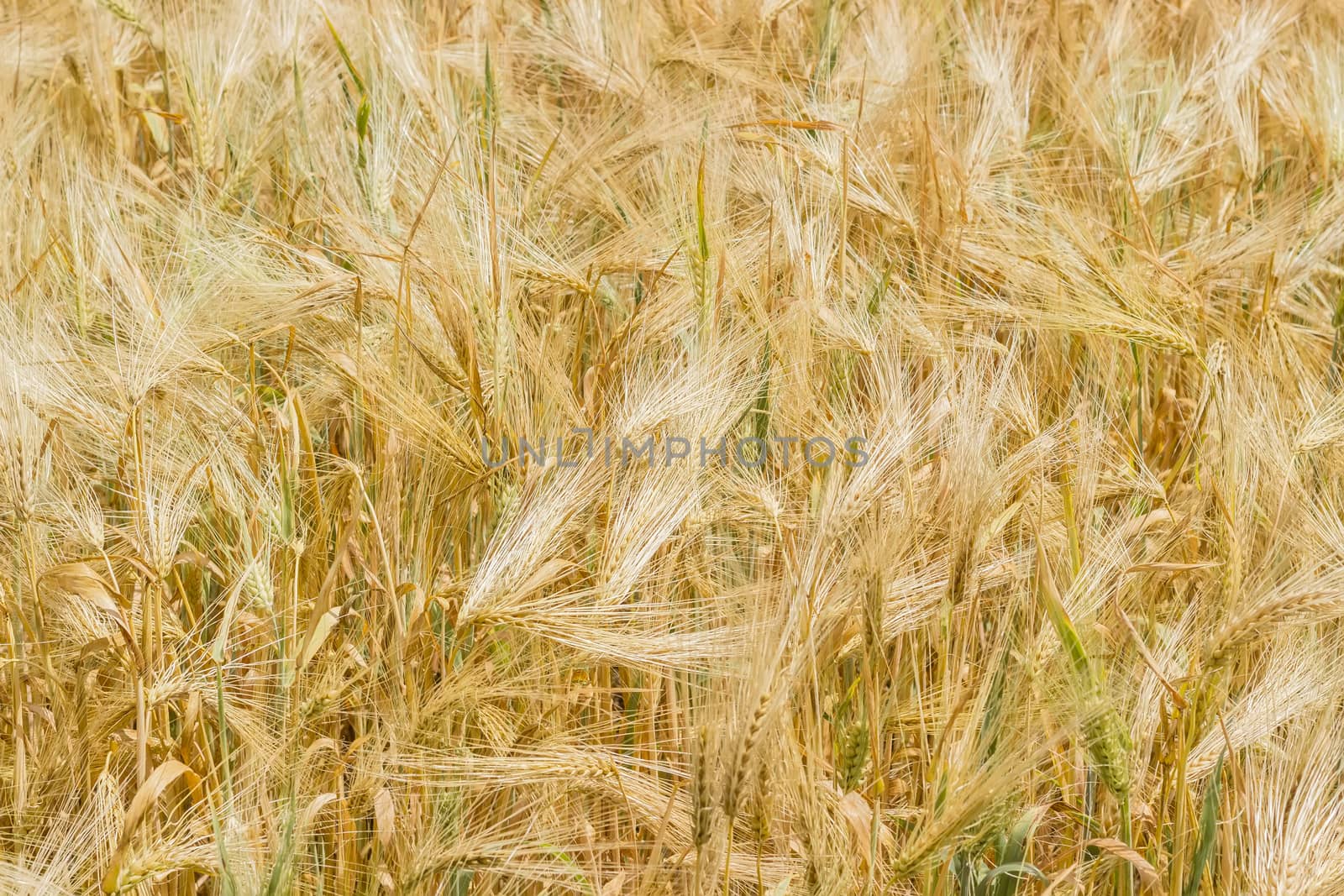 Background of a fragment of the field with ripening barley at summer day 
