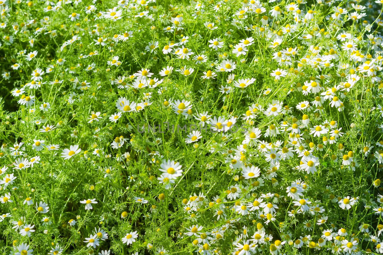 Background of a fragment of the meadow with wild chamomile
