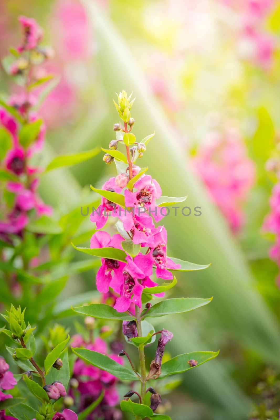 The background image of the colorful flowers, background nature