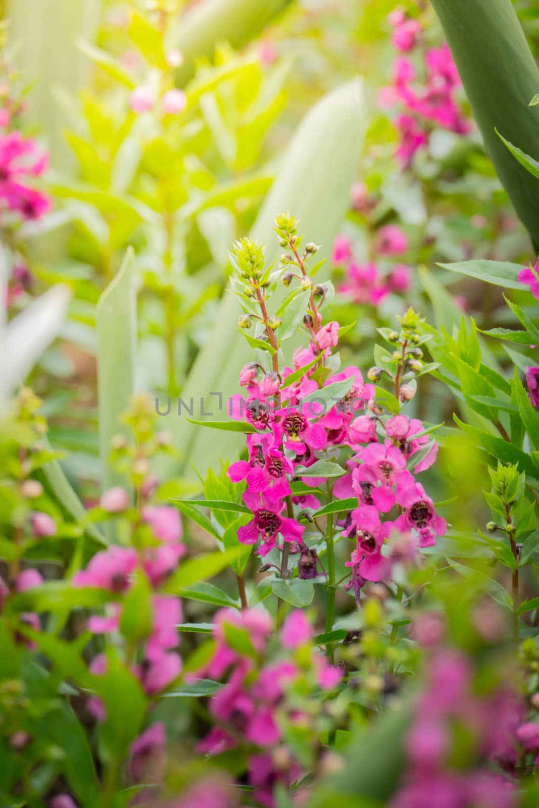 The background image of the colorful flowers, background nature