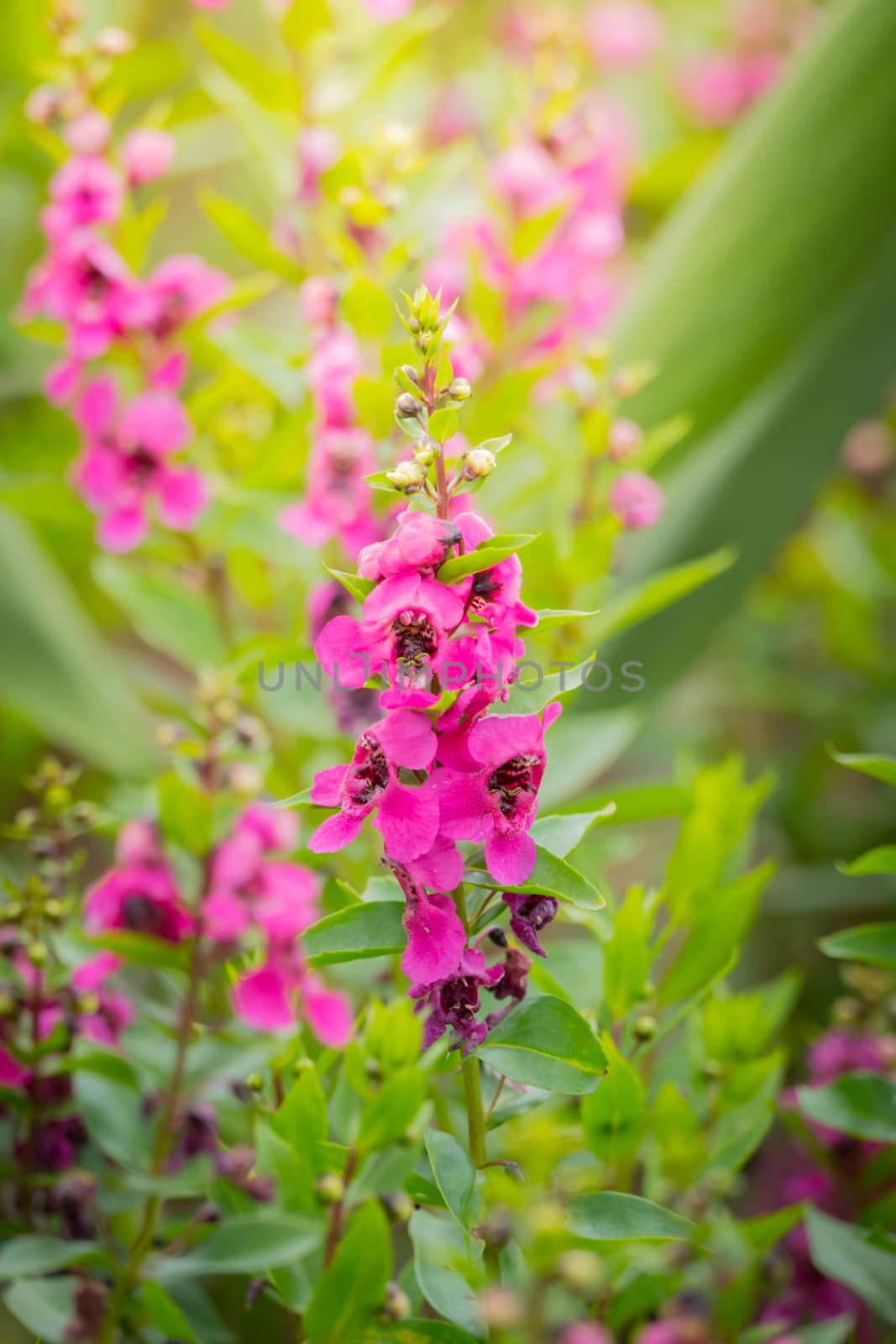 The background image of the colorful flowers by teerawit