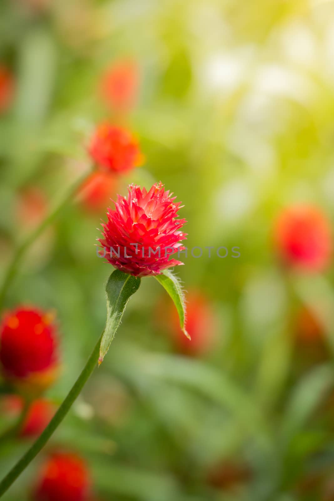 The background image of the colorful flowers, background nature