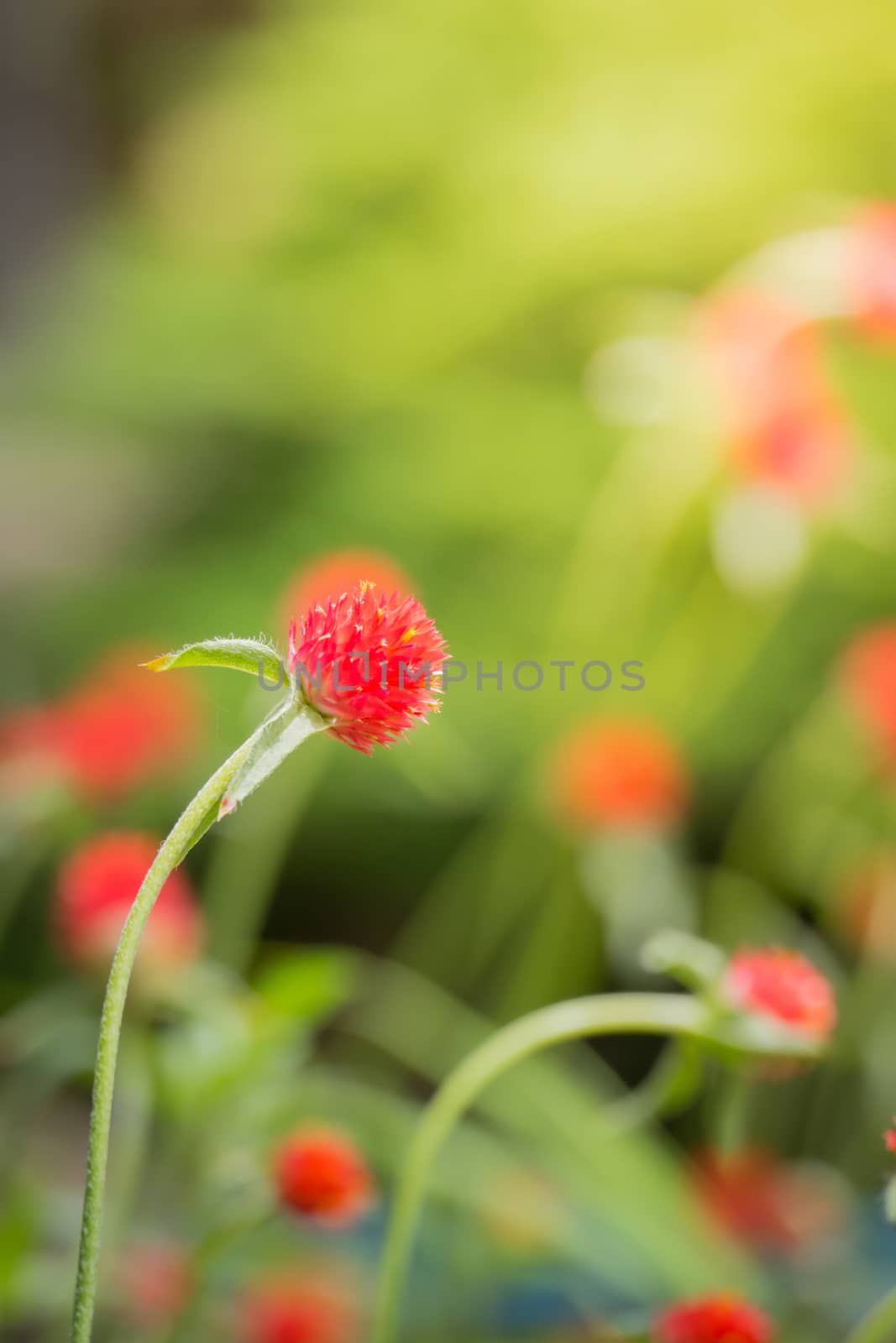 The background image of the colorful flowers, background nature