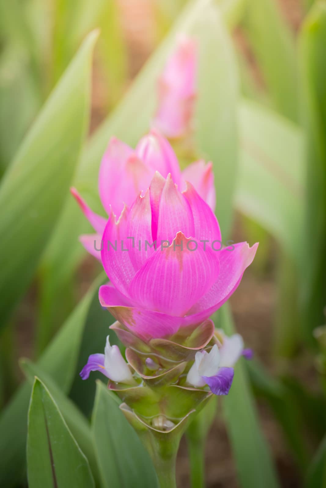 The background image of the colorful flowers, background nature