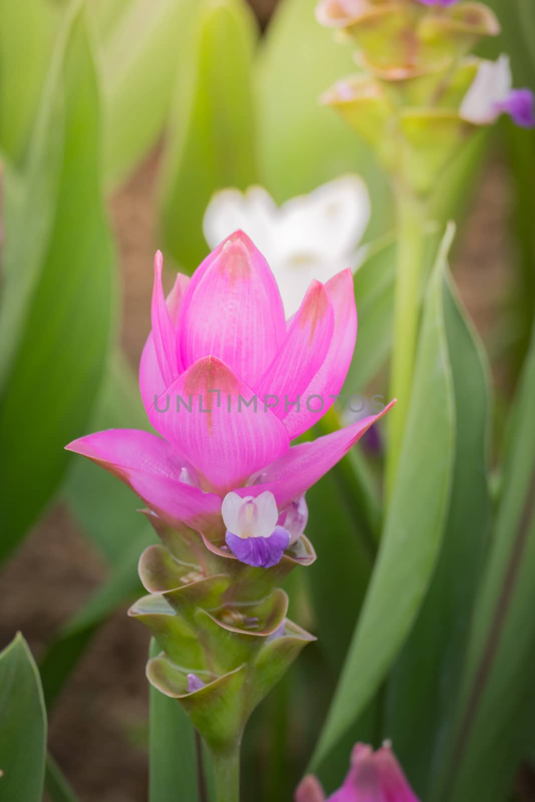 The background image of the colorful flowers, background nature