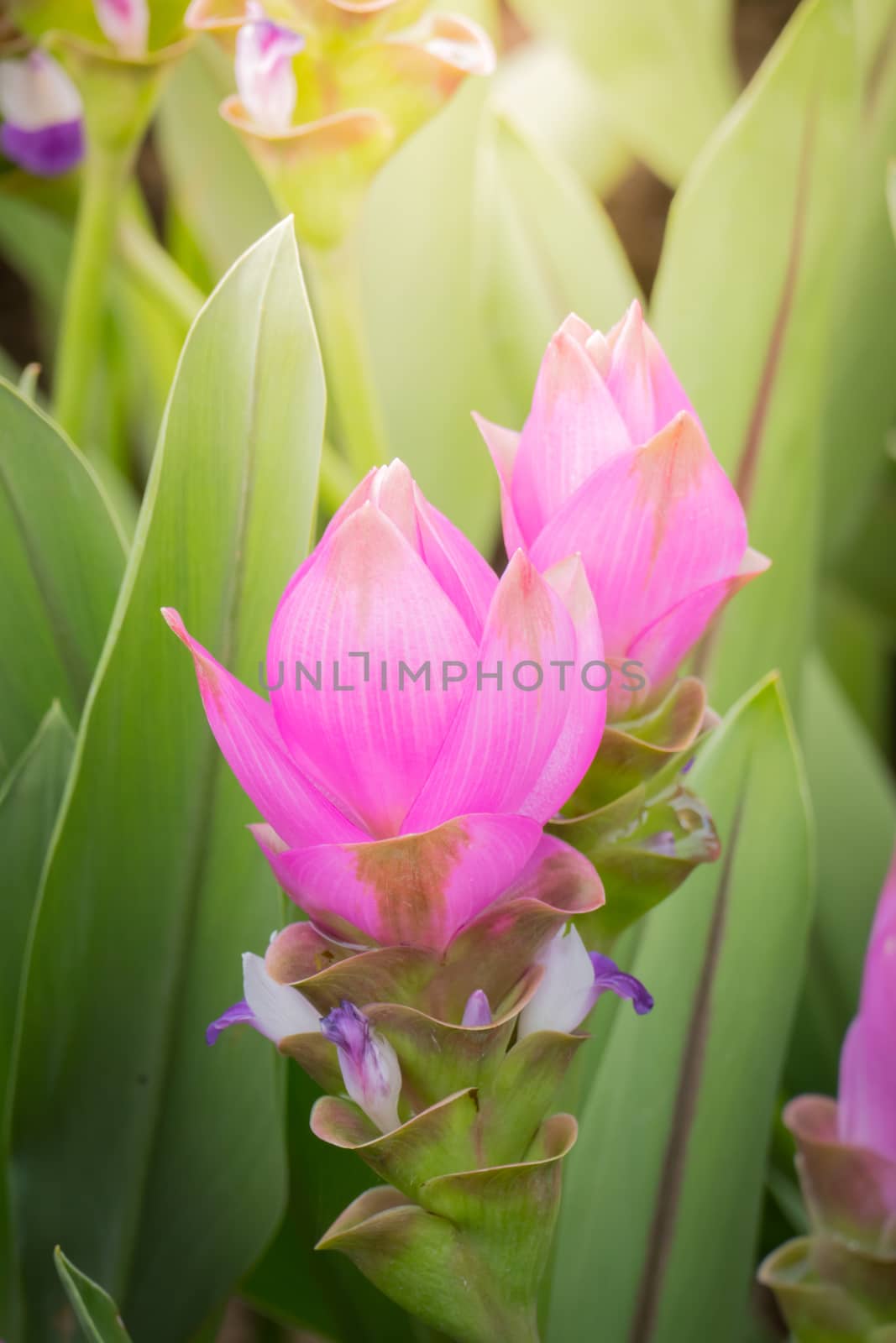 The background image of the colorful flowers, background nature